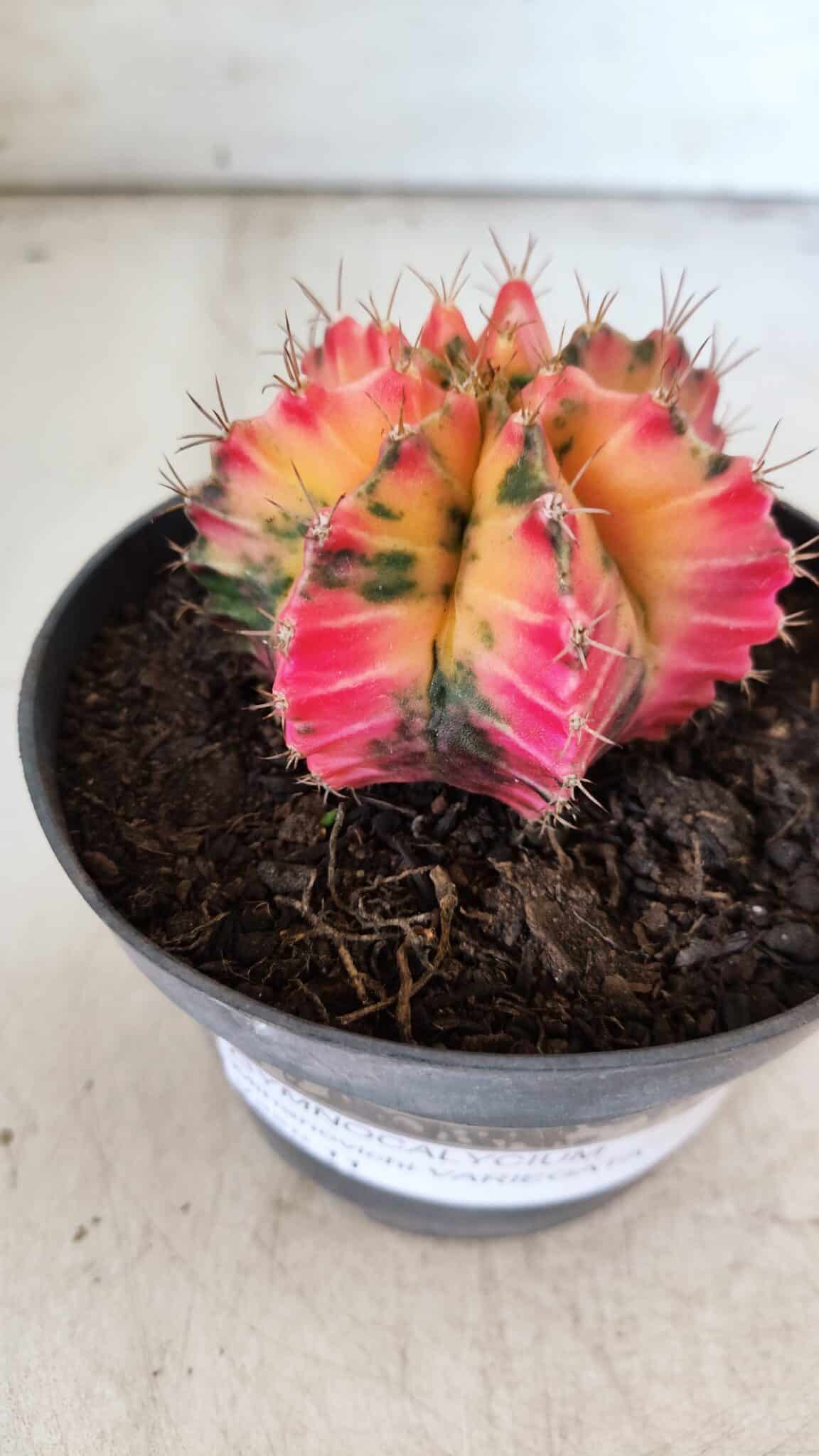 GYMNOCALYCIUM Mihanovichii Variegata Nº 491 – vaso 11