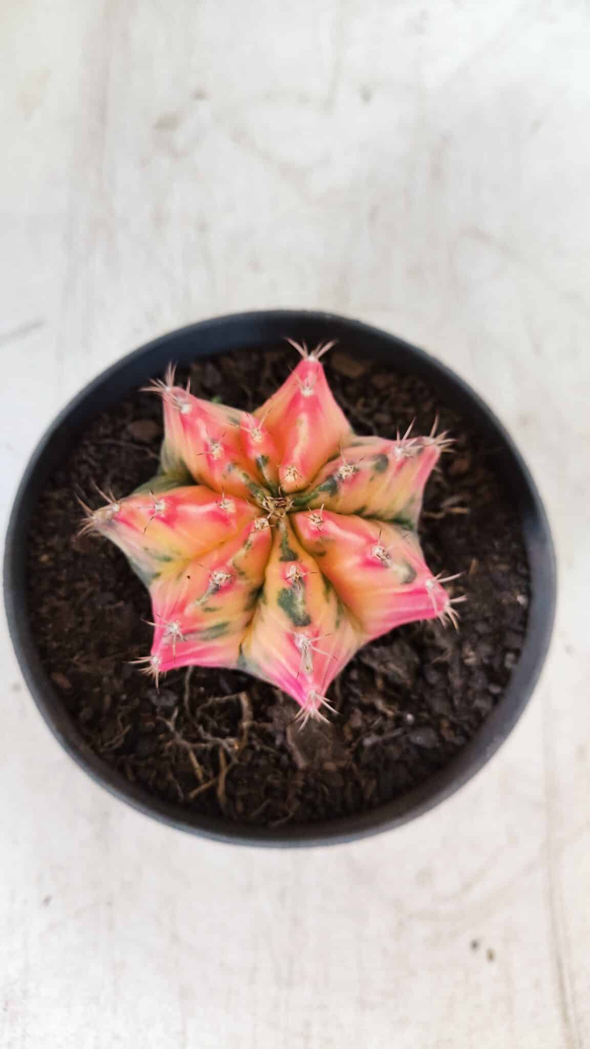 GYMNOCALYCIUM Mihanovichii Variegata Nº 491 – vaso 11