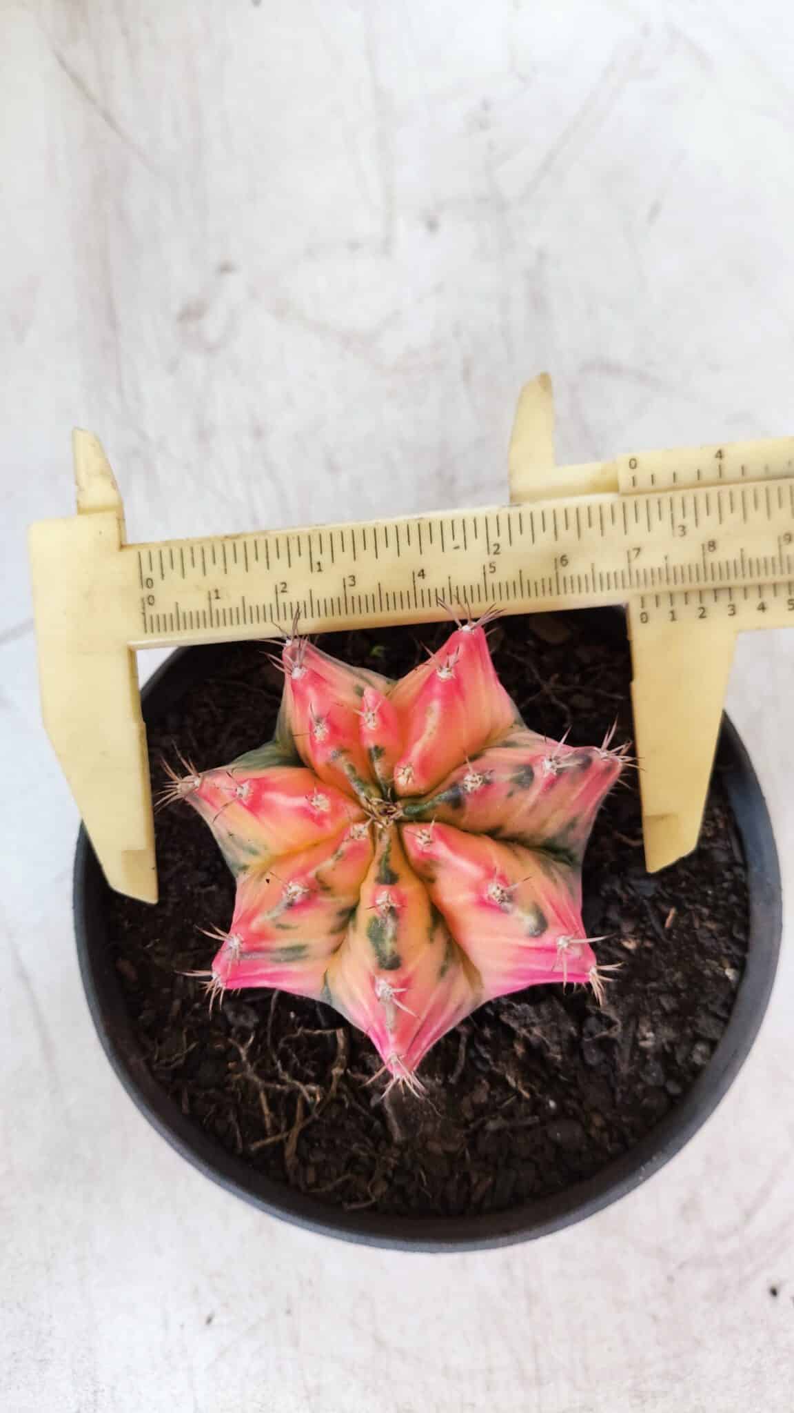 GYMNOCALYCIUM Mihanovichii Variegata Nº 491 – vaso 11