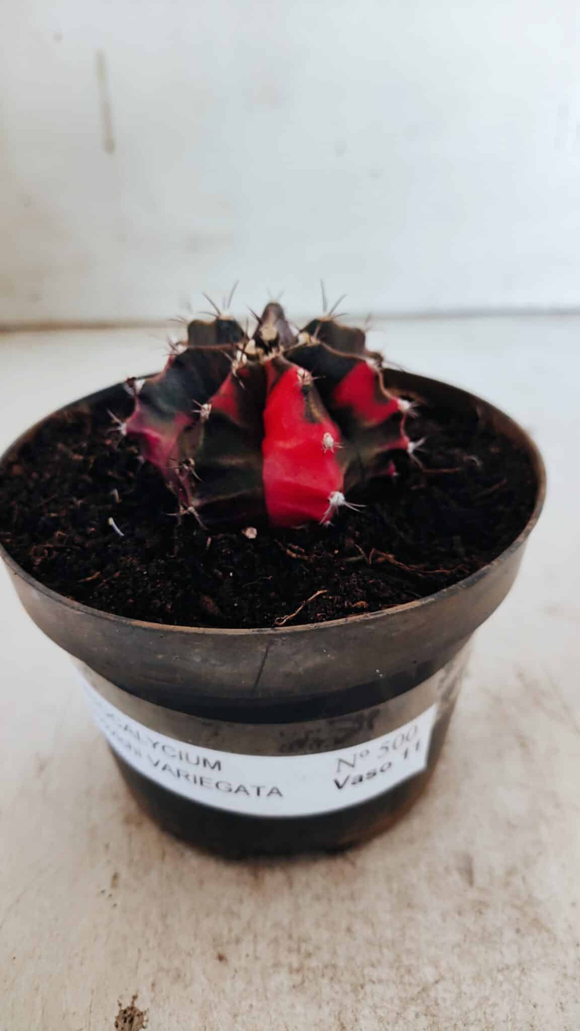 GYMNOCALYCIUM Mihanovichii Variegata Nº 500 – vaso 11