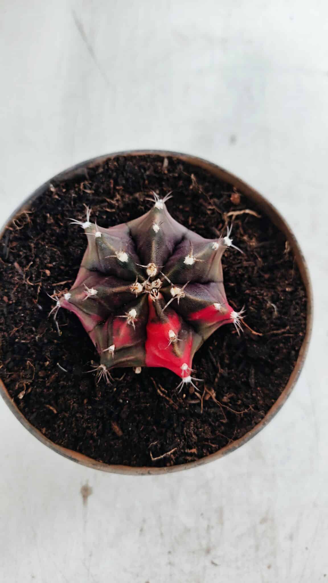 GYMNOCALYCIUM Mihanovichii Variegata Nº 500 – vaso 11