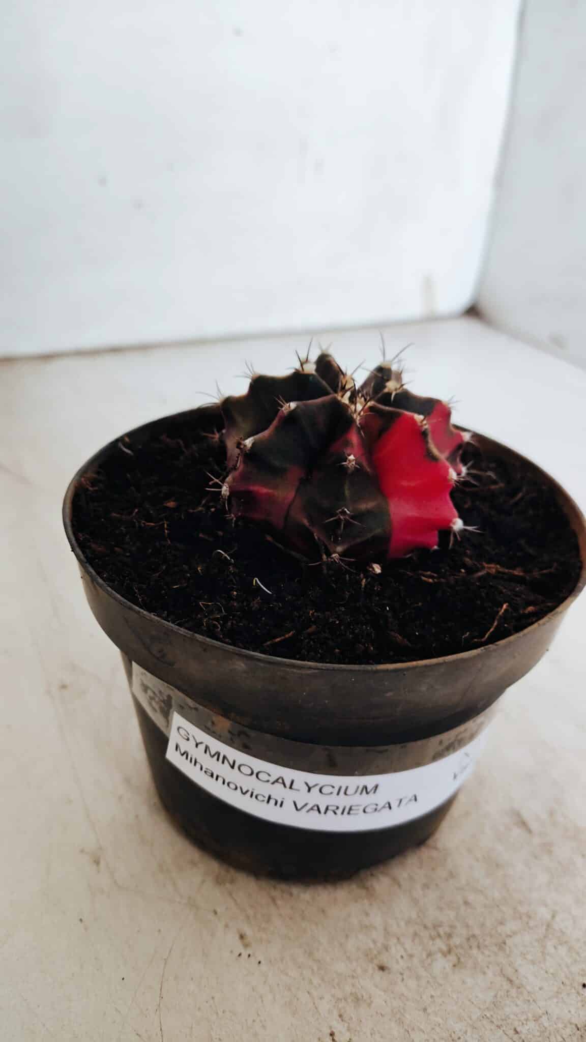 GYMNOCALYCIUM Mihanovichii Variegata Nº 500 – vaso 11