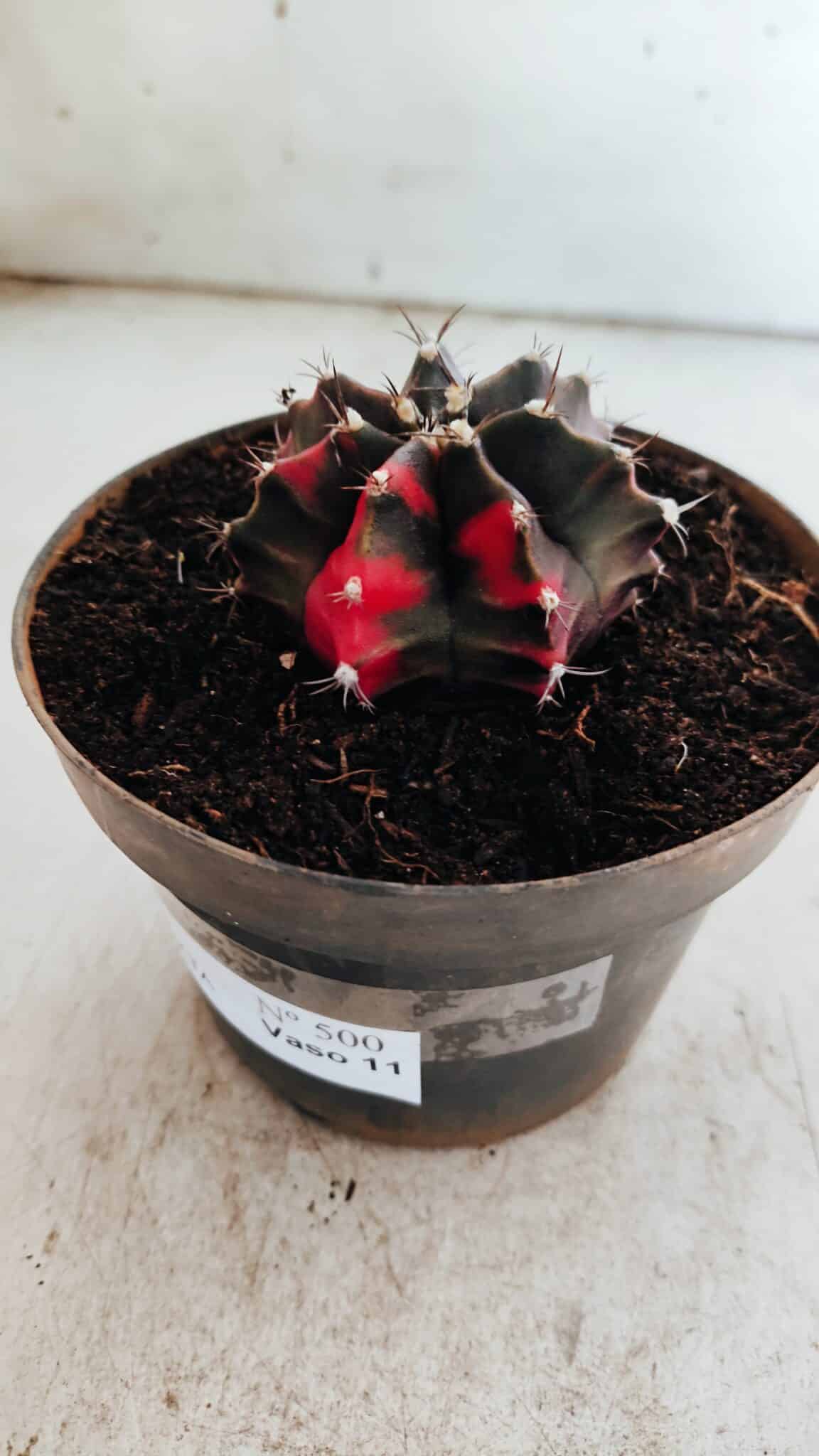 GYMNOCALYCIUM Mihanovichii Variegata Nº 500 – vaso 11
