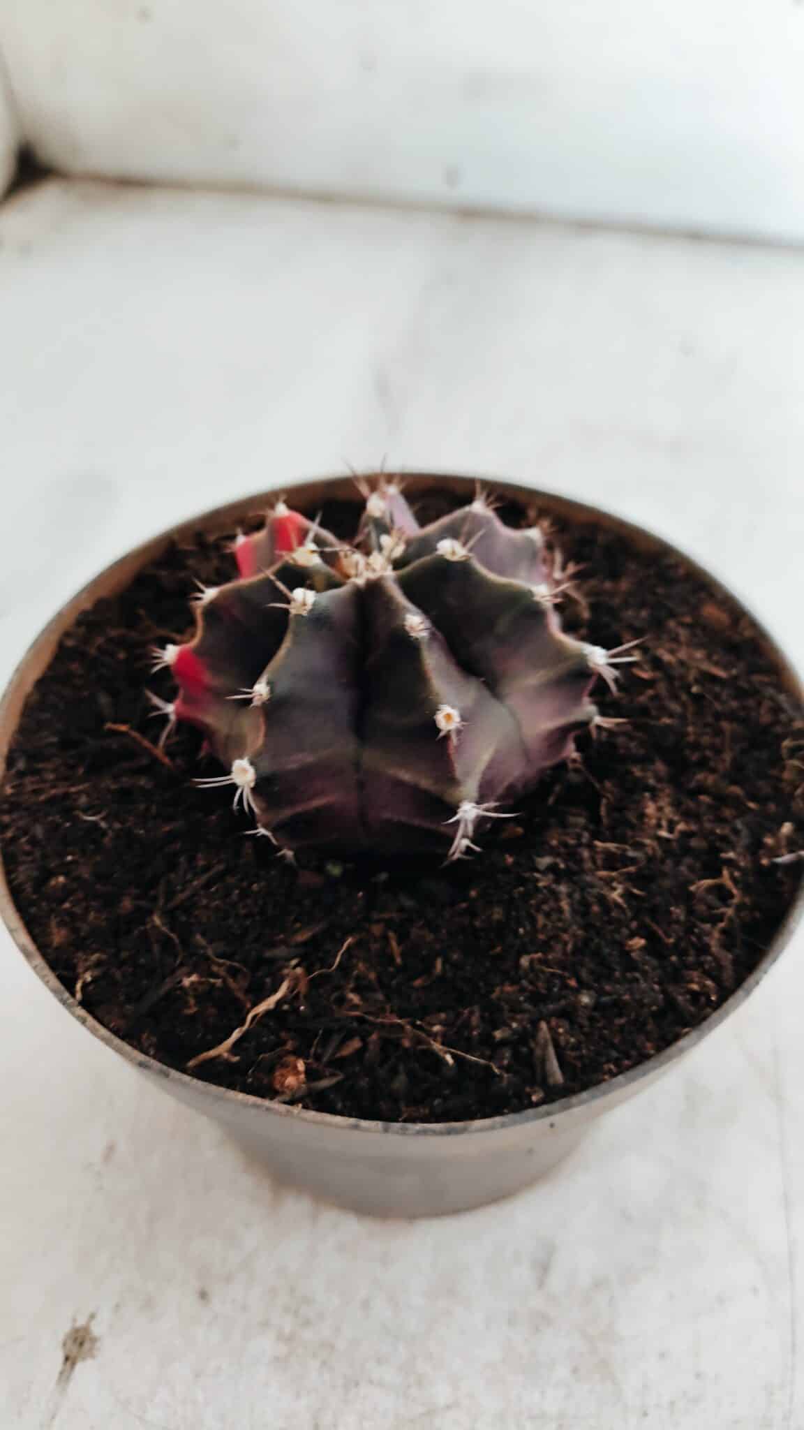 GYMNOCALYCIUM Mihanovichii Variegata Nº 500 – vaso 11