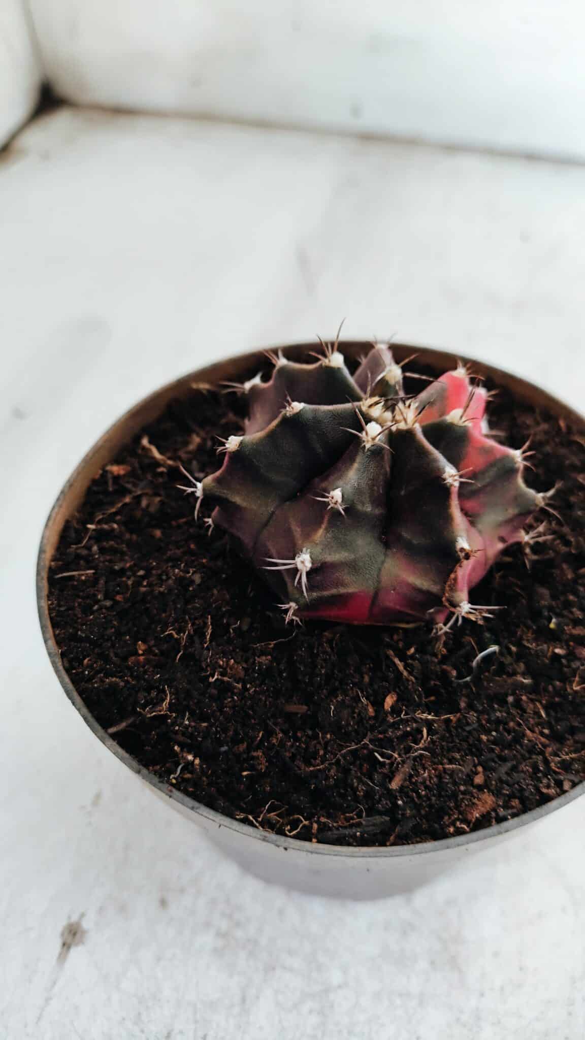 GYMNOCALYCIUM Mihanovichii Variegata Nº 500 – vaso 11
