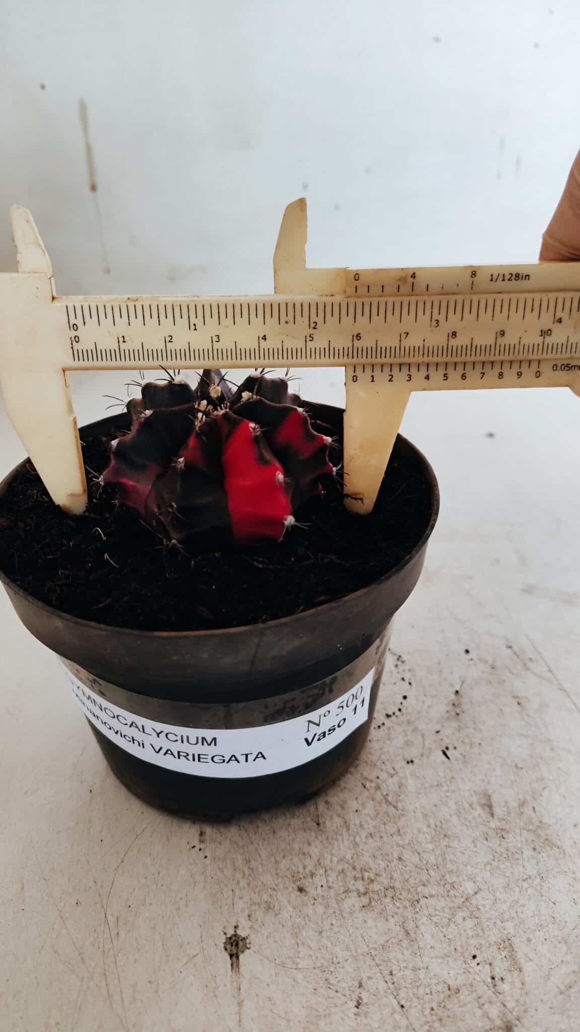 GYMNOCALYCIUM Mihanovichii Variegata Nº 500 – vaso 11