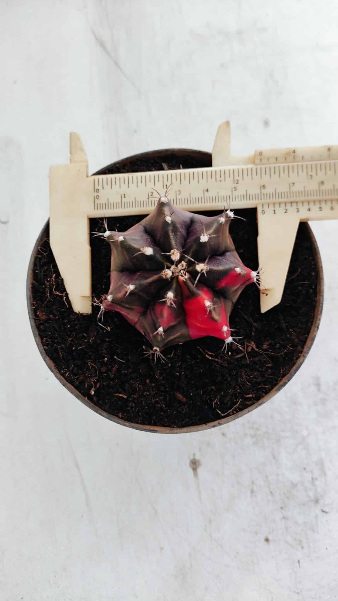 GYMNOCALYCIUM Mihanovichii Variegata Nº 500 – vaso 11