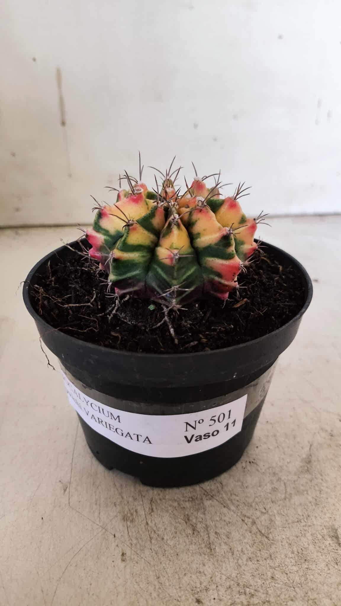 GYMNOCALYCIUM Mihanovichii Variegata Nº 501 – vaso 11