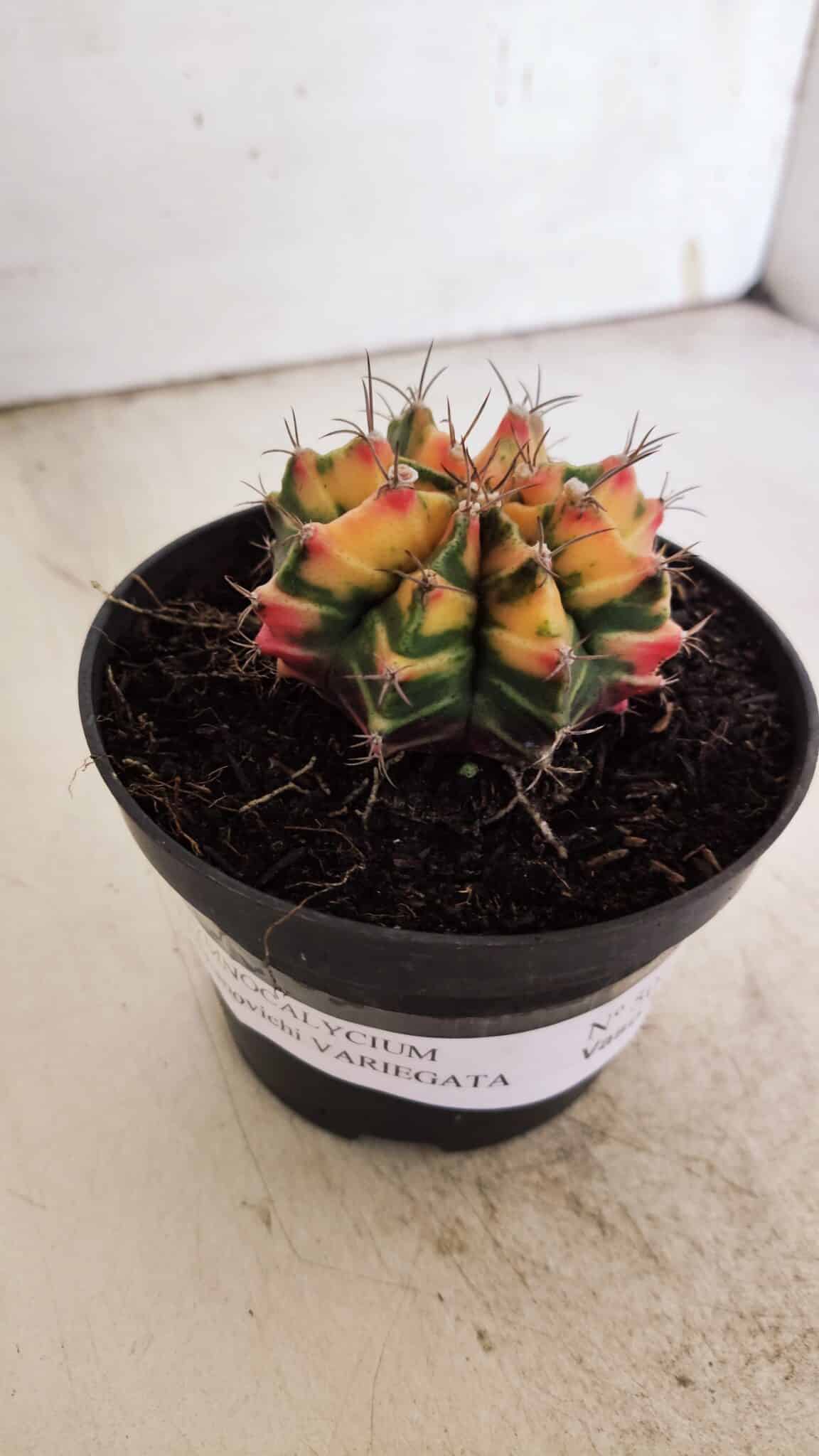 GYMNOCALYCIUM Mihanovichii Variegata Nº 501 – vaso 11