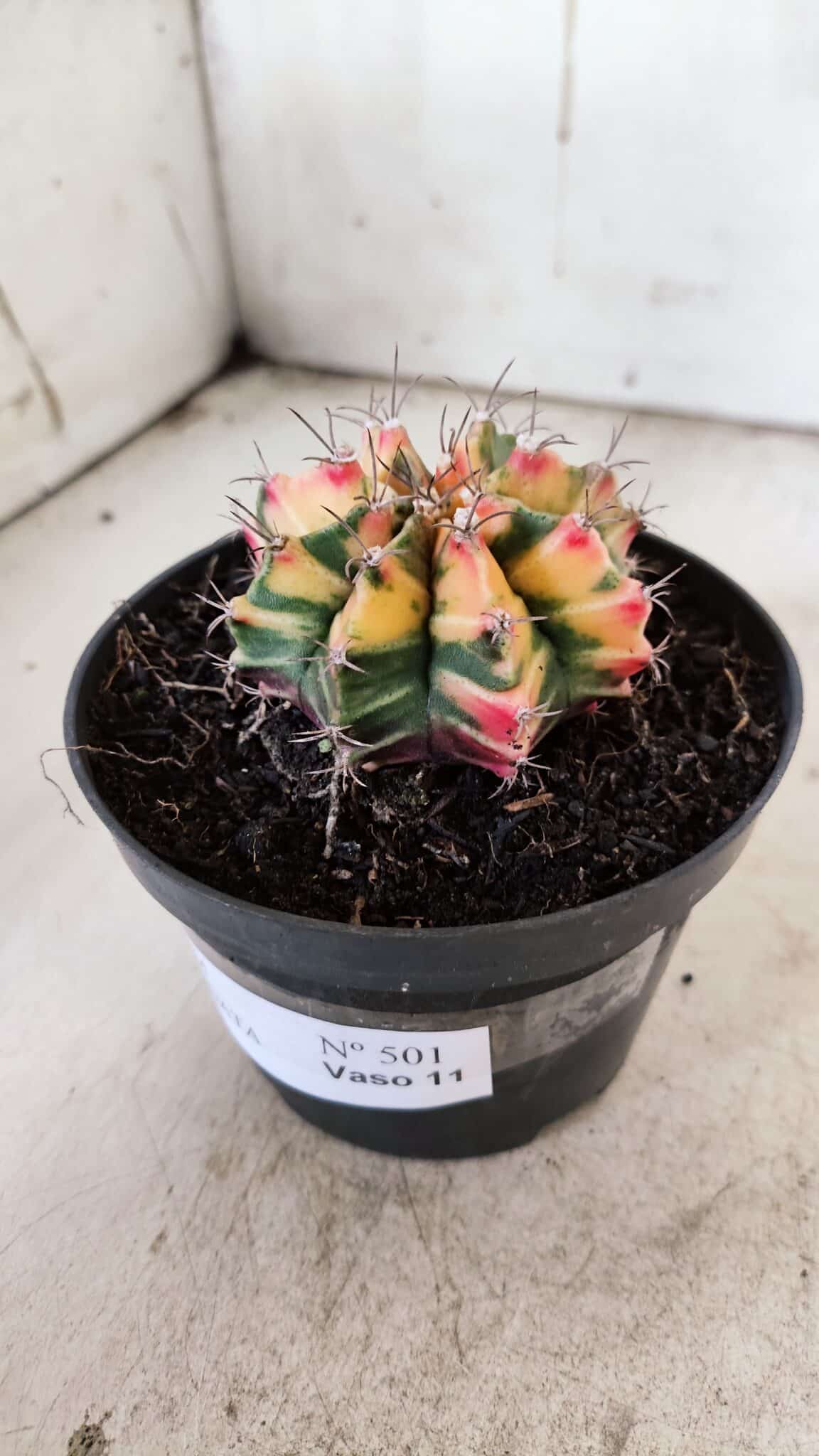 GYMNOCALYCIUM Mihanovichii Variegata Nº 501 – vaso 11