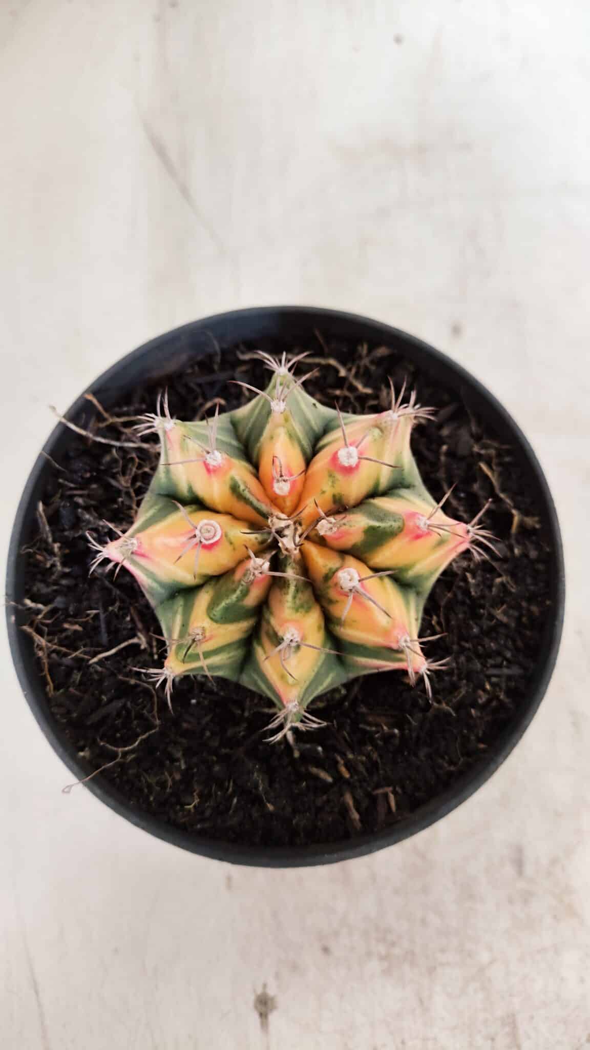 GYMNOCALYCIUM Mihanovichii Variegata Nº 501 – vaso 11