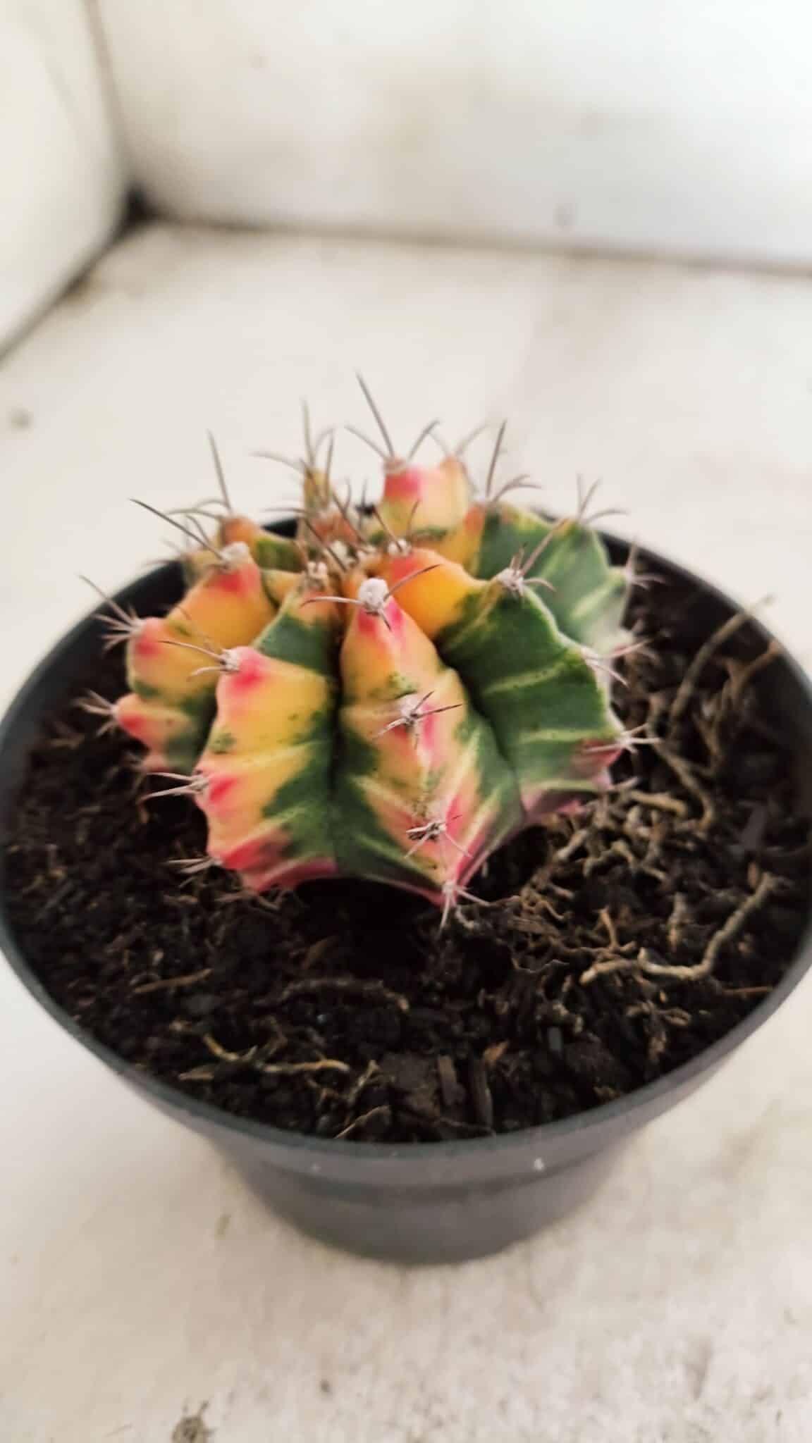 GYMNOCALYCIUM Mihanovichii Variegata Nº 501 – vaso 11