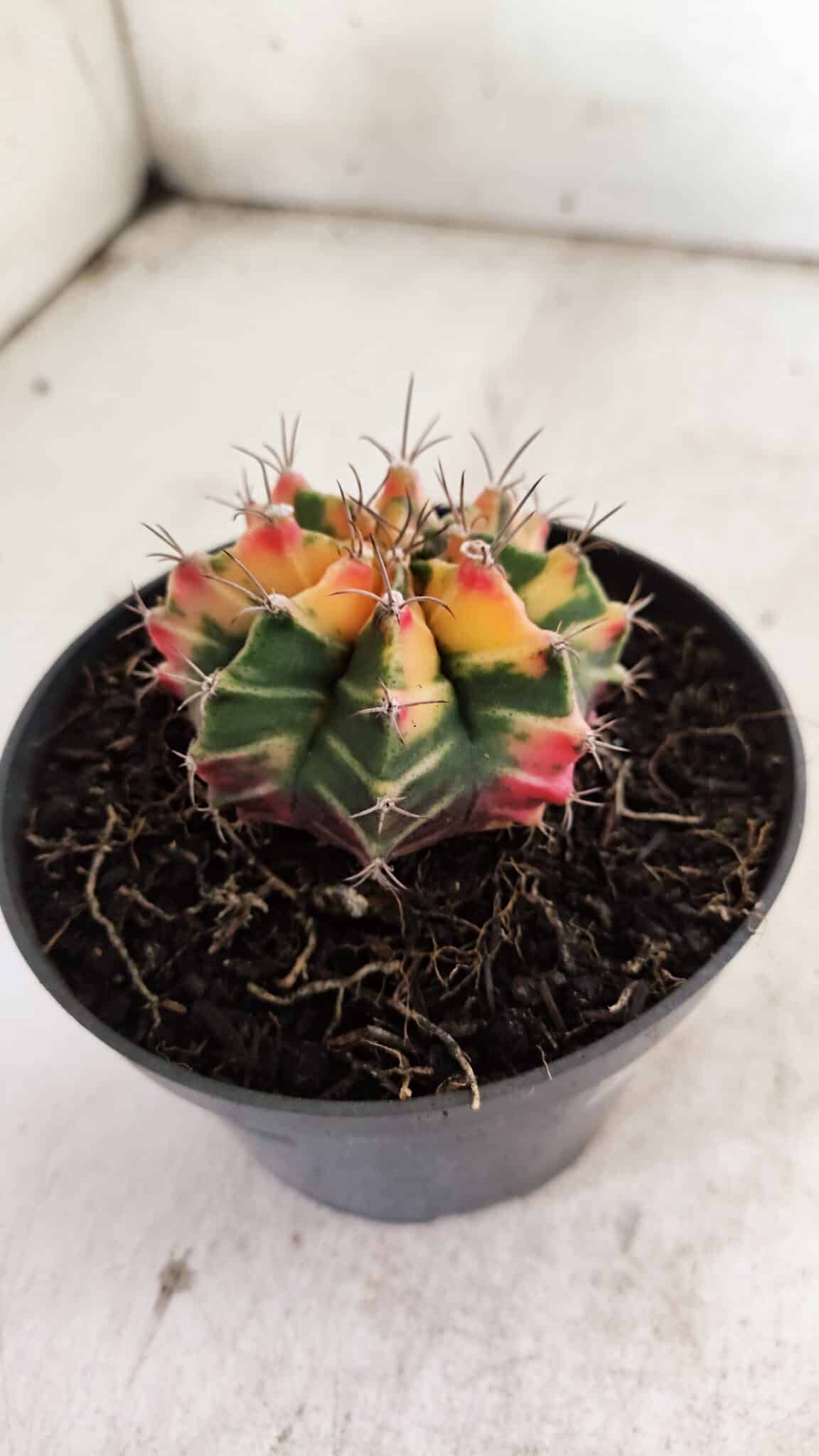 GYMNOCALYCIUM Mihanovichii Variegata Nº 501 – vaso 11
