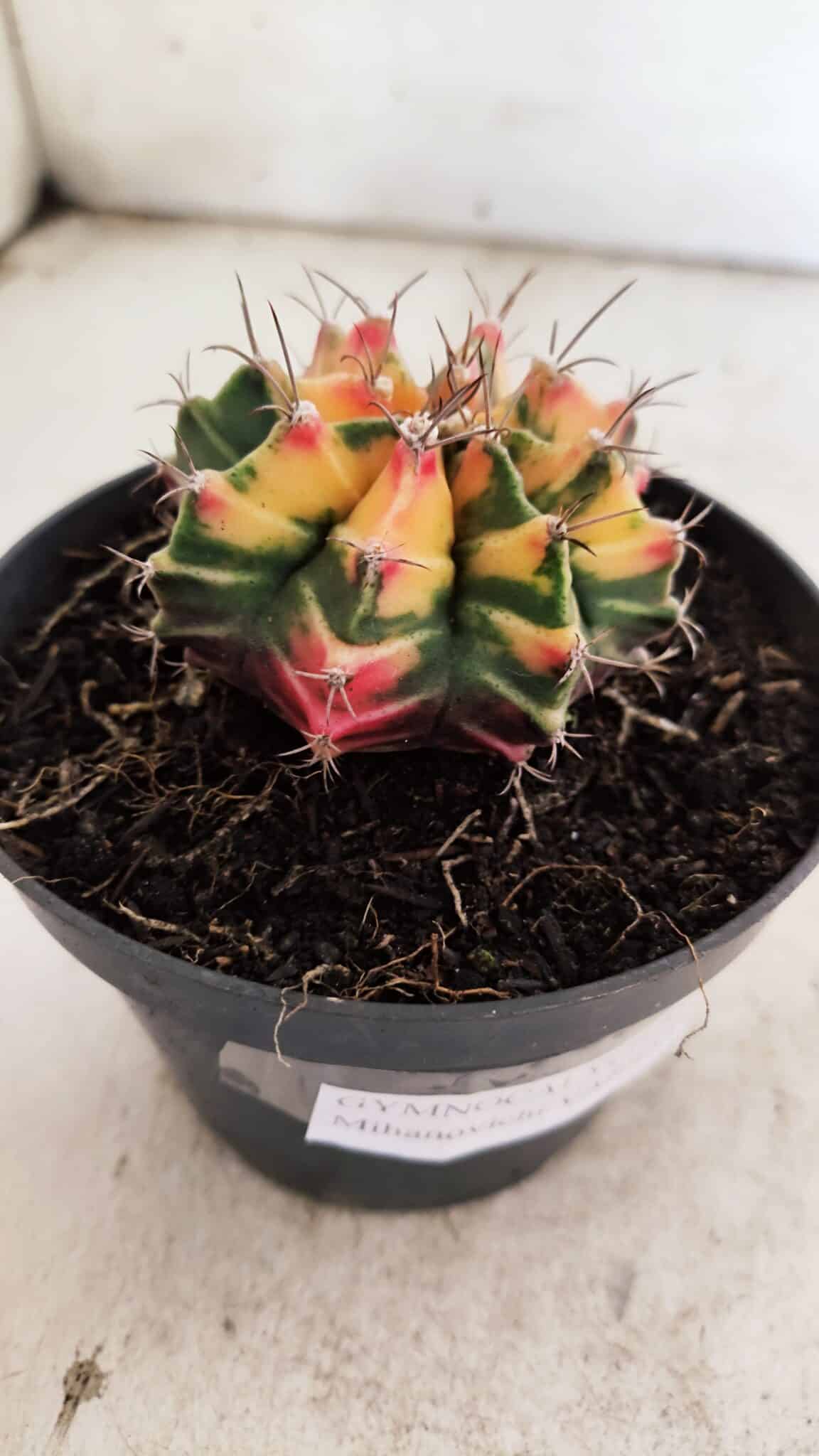 GYMNOCALYCIUM Mihanovichii Variegata Nº 501 – vaso 11