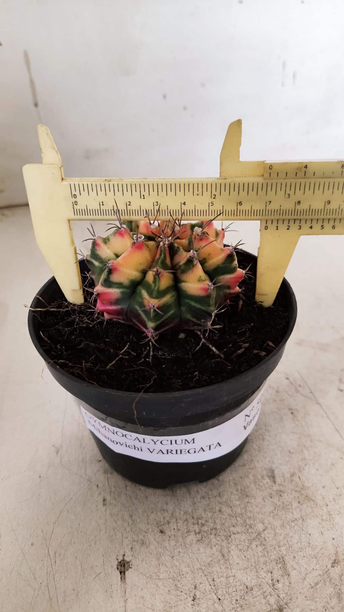 GYMNOCALYCIUM Mihanovichii Variegata Nº 501 – vaso 11