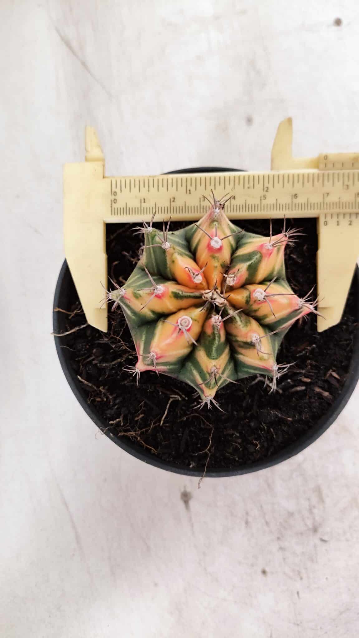 GYMNOCALYCIUM Mihanovichii Variegata Nº 501 – vaso 11