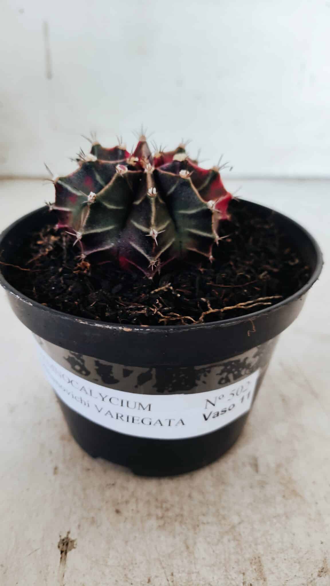 GYMNOCALYCIUM Mihanovichii Variegata Nº 502 – vaso 11