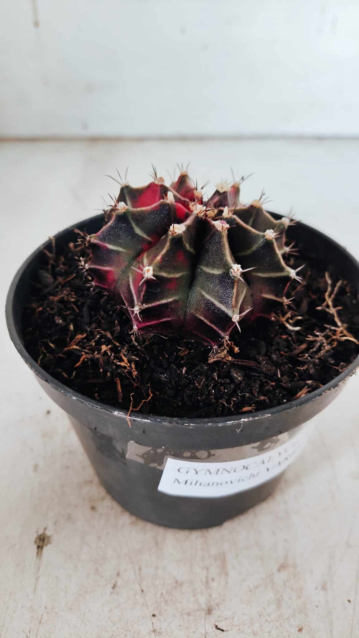 GYMNOCALYCIUM Mihanovichii Variegata Nº 502 – vaso 11