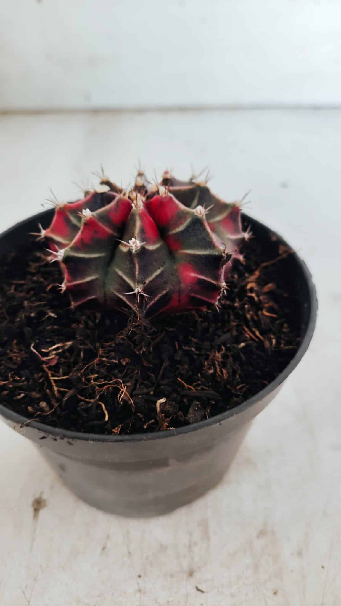 GYMNOCALYCIUM Mihanovichii Variegata Nº 502 – vaso 11