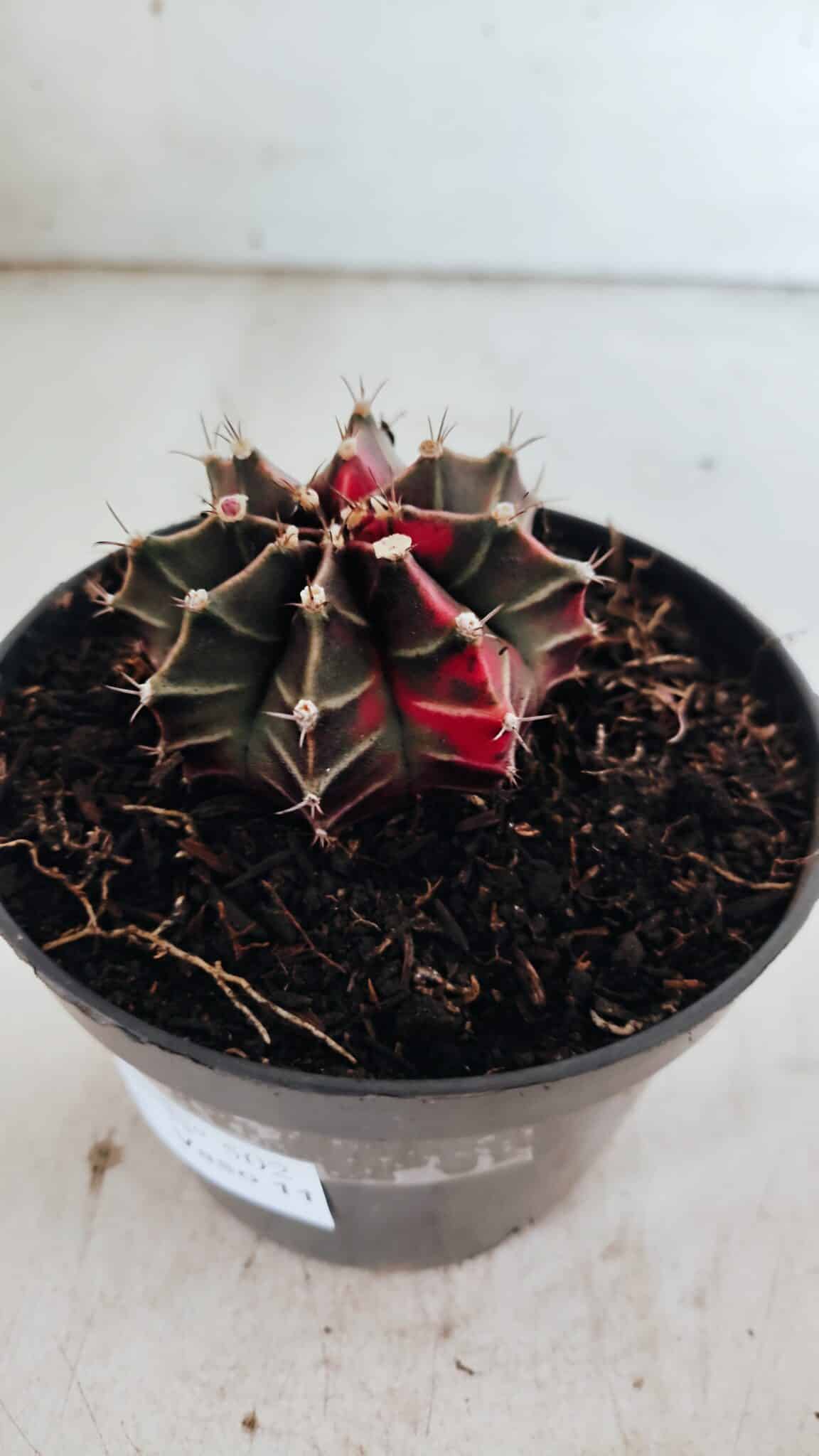 GYMNOCALYCIUM Mihanovichii Variegata Nº 502 – vaso 11