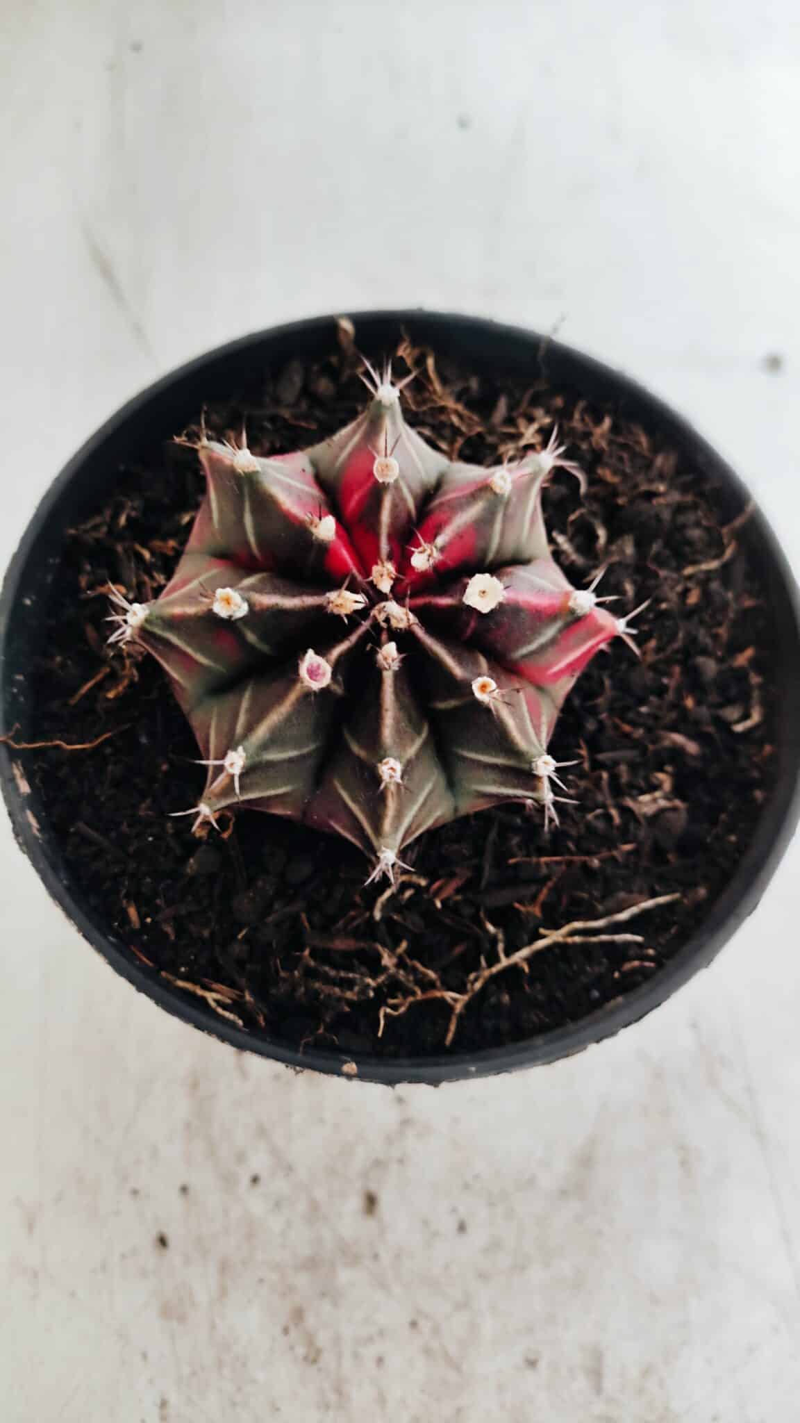 GYMNOCALYCIUM Mihanovichii Variegata Nº 502 – vaso 11