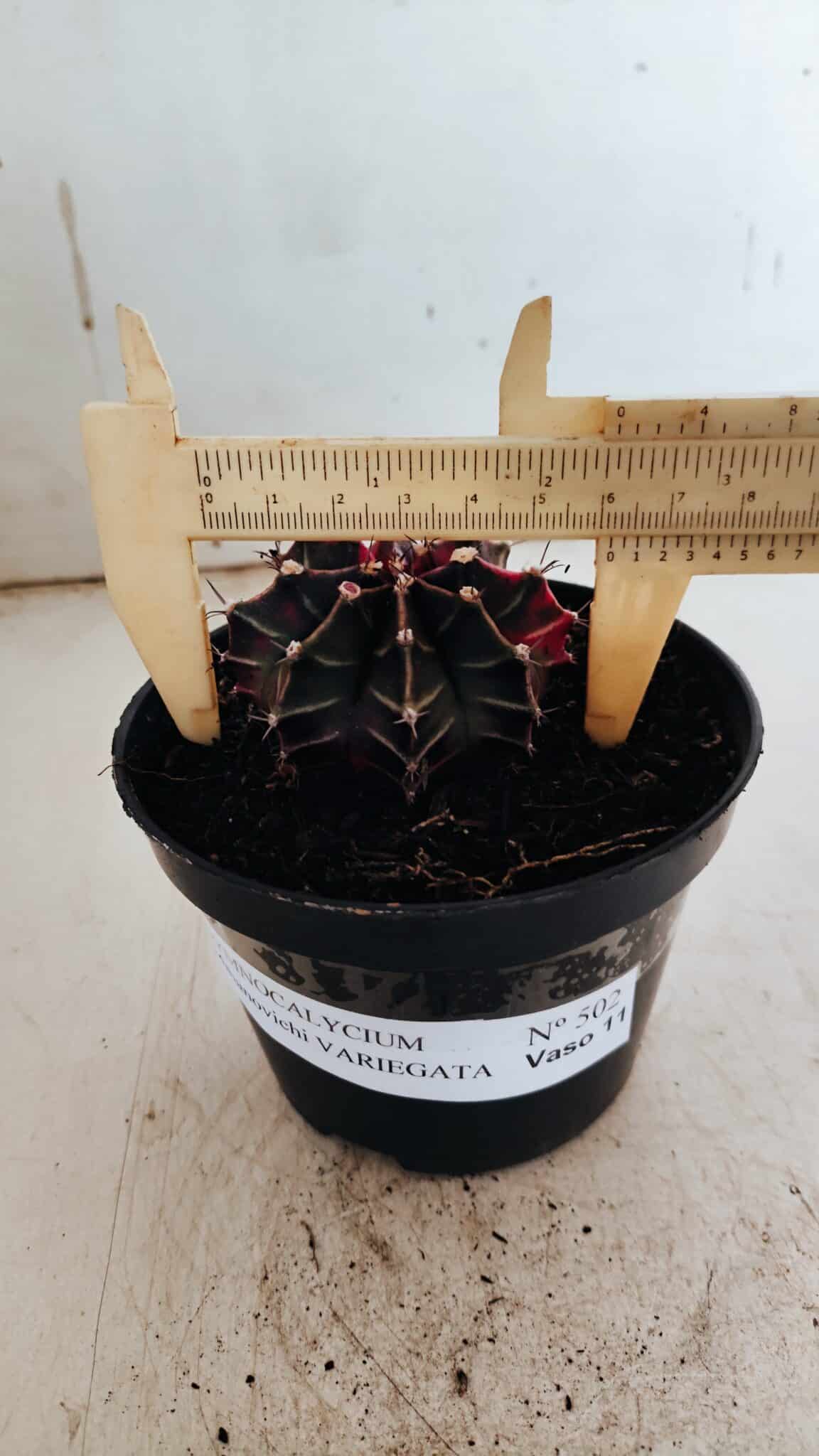 GYMNOCALYCIUM Mihanovichii Variegata Nº 502 – vaso 11