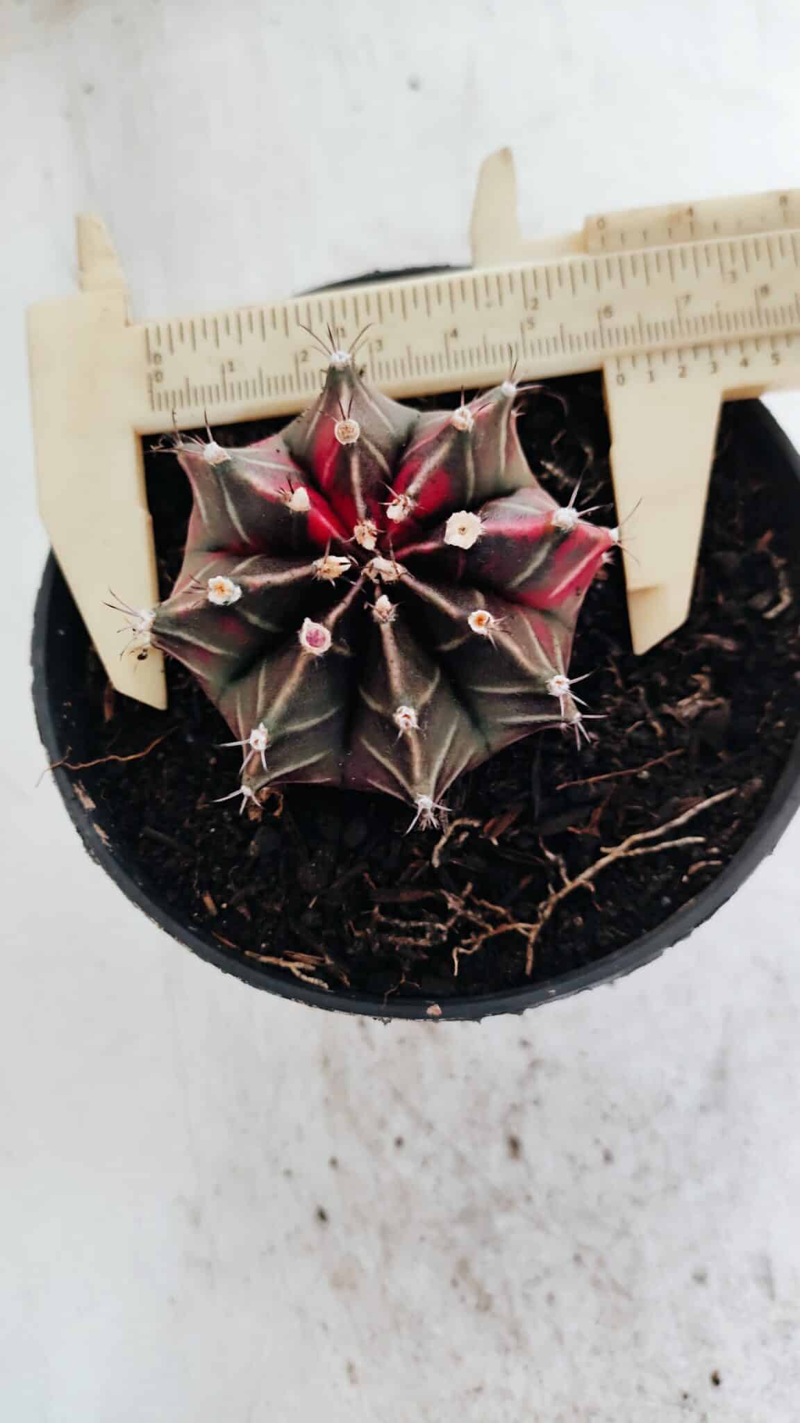 GYMNOCALYCIUM Mihanovichii Variegata Nº 502 – vaso 11