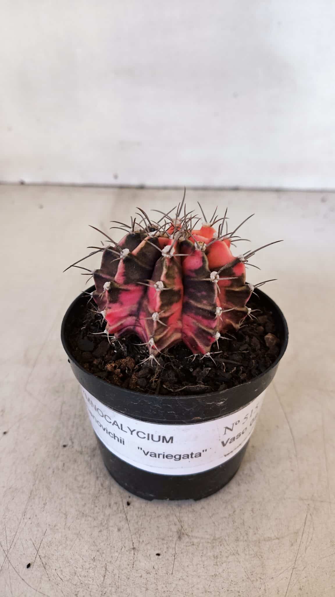 GYMNOCALYCIUM Mihanovichii Variegata Nº 515 – vaso 09