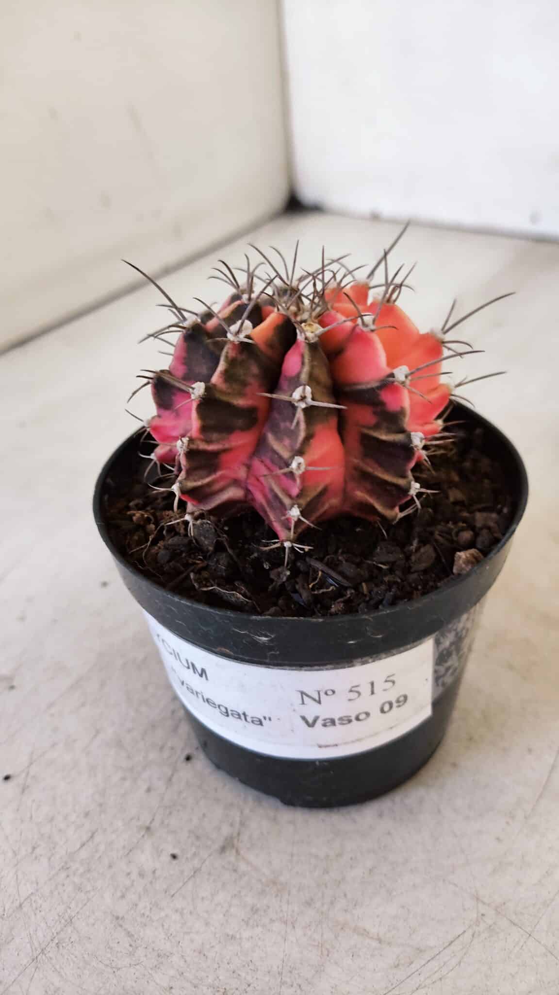 GYMNOCALYCIUM Mihanovichii Variegata Nº 515 – vaso 09