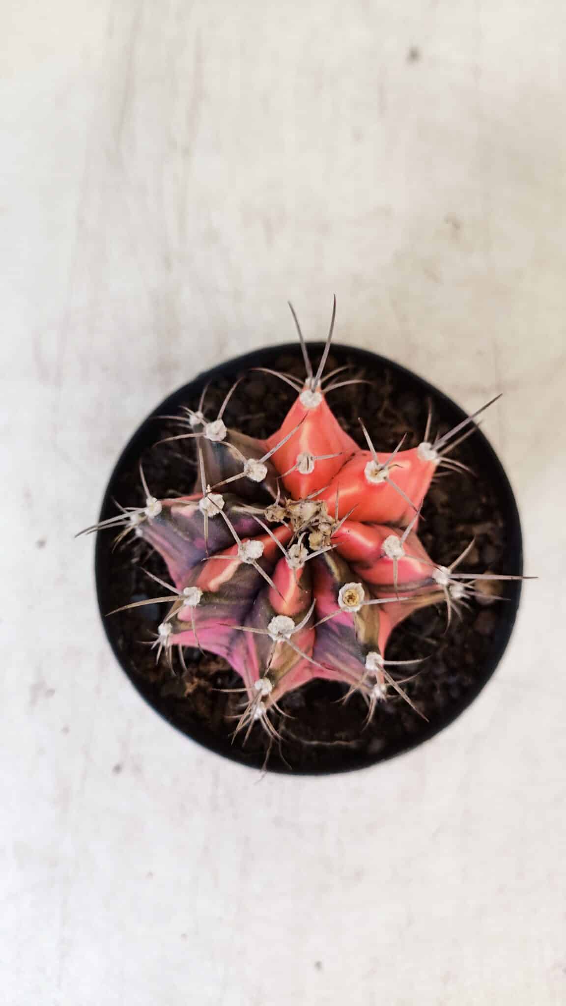 GYMNOCALYCIUM Mihanovichii Variegata Nº 515 – vaso 09