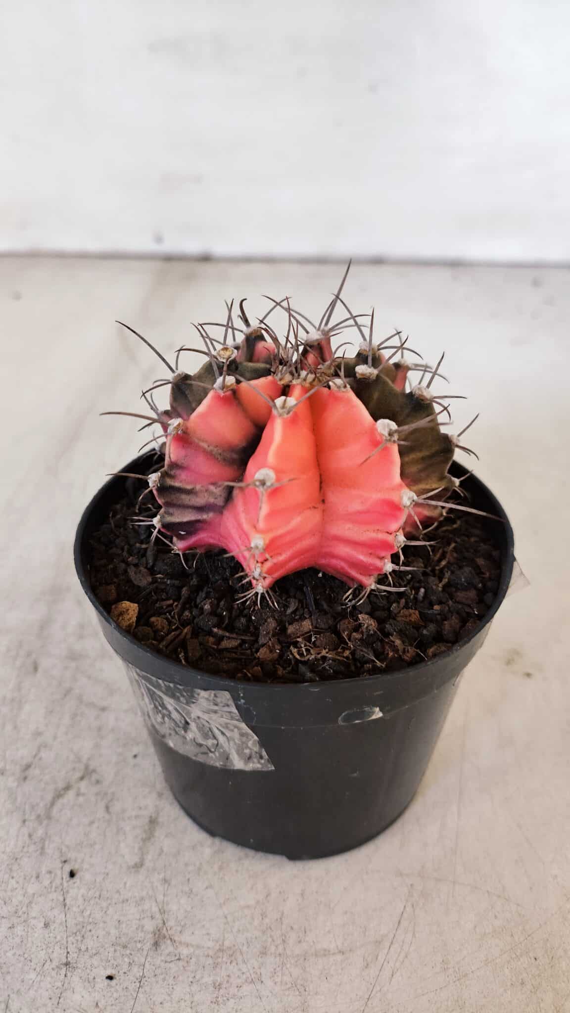GYMNOCALYCIUM Mihanovichii Variegata Nº 515 – vaso 09