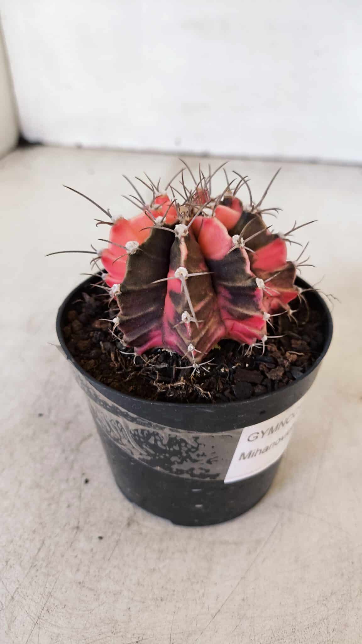 GYMNOCALYCIUM Mihanovichii Variegata Nº 515 – vaso 09