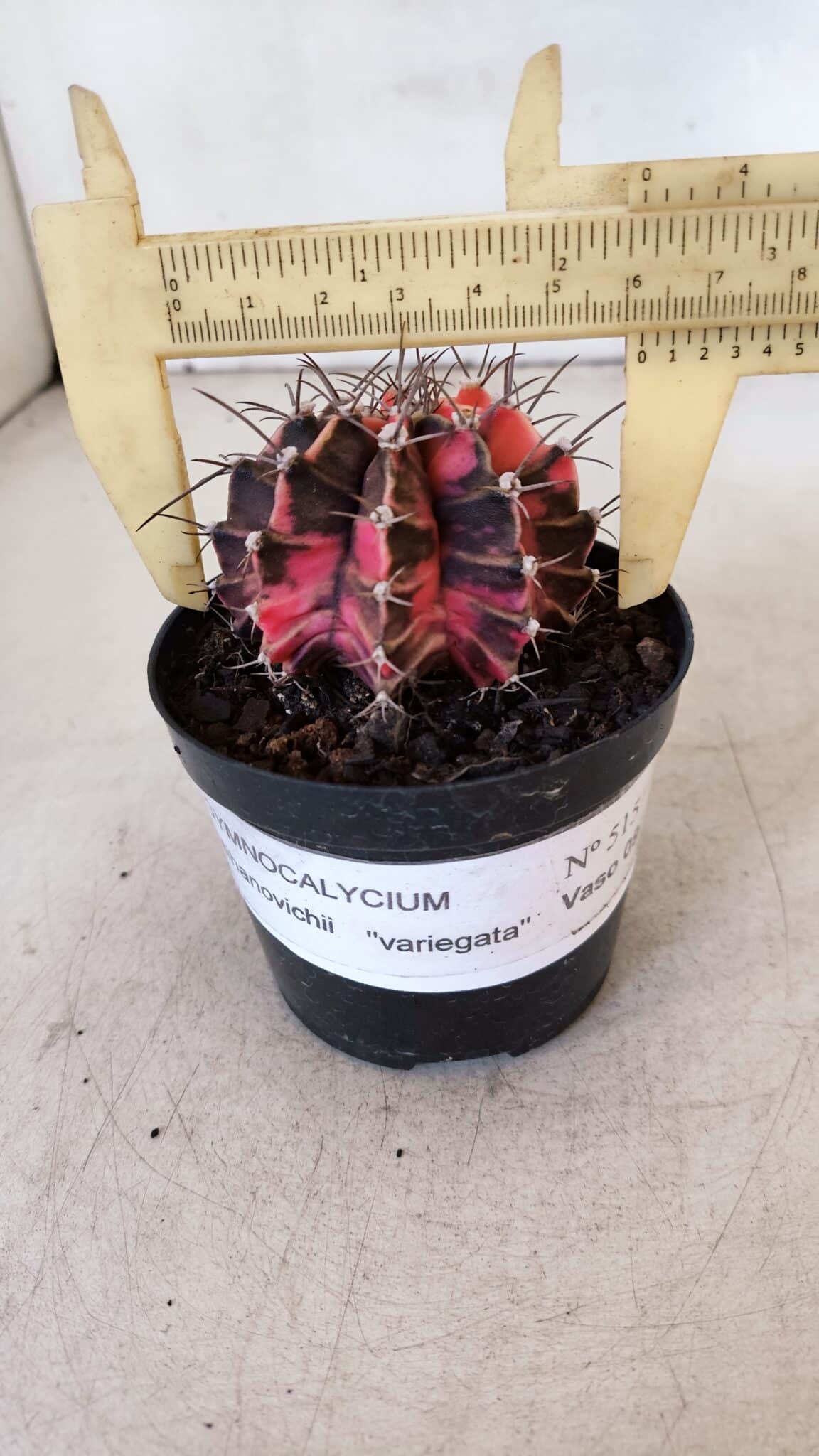 GYMNOCALYCIUM Mihanovichii Variegata Nº 515 – vaso 09