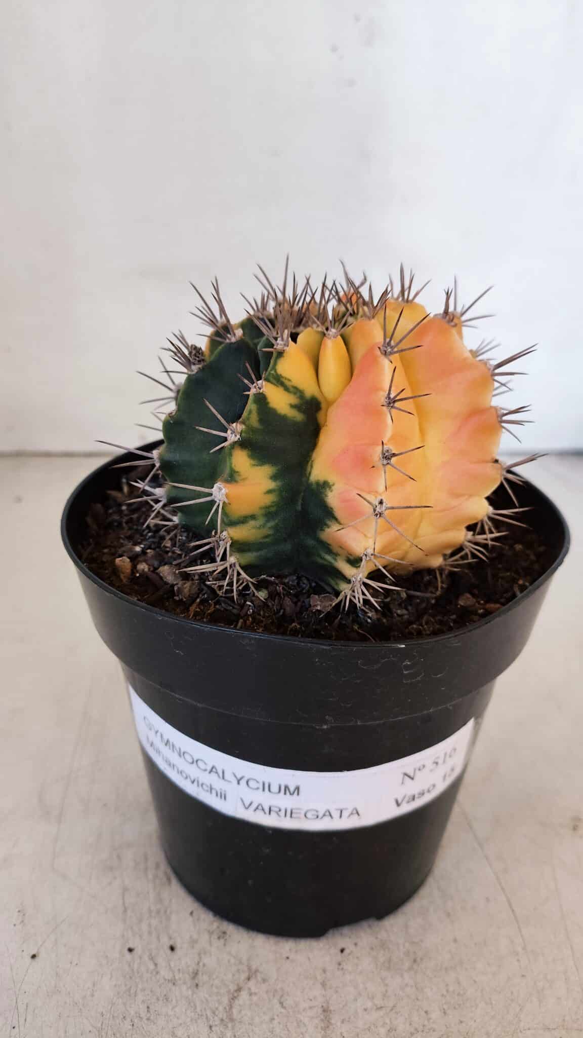 GYMNOCALYCIUM Mihanovichii Variegata Nº 516 – vaso 15