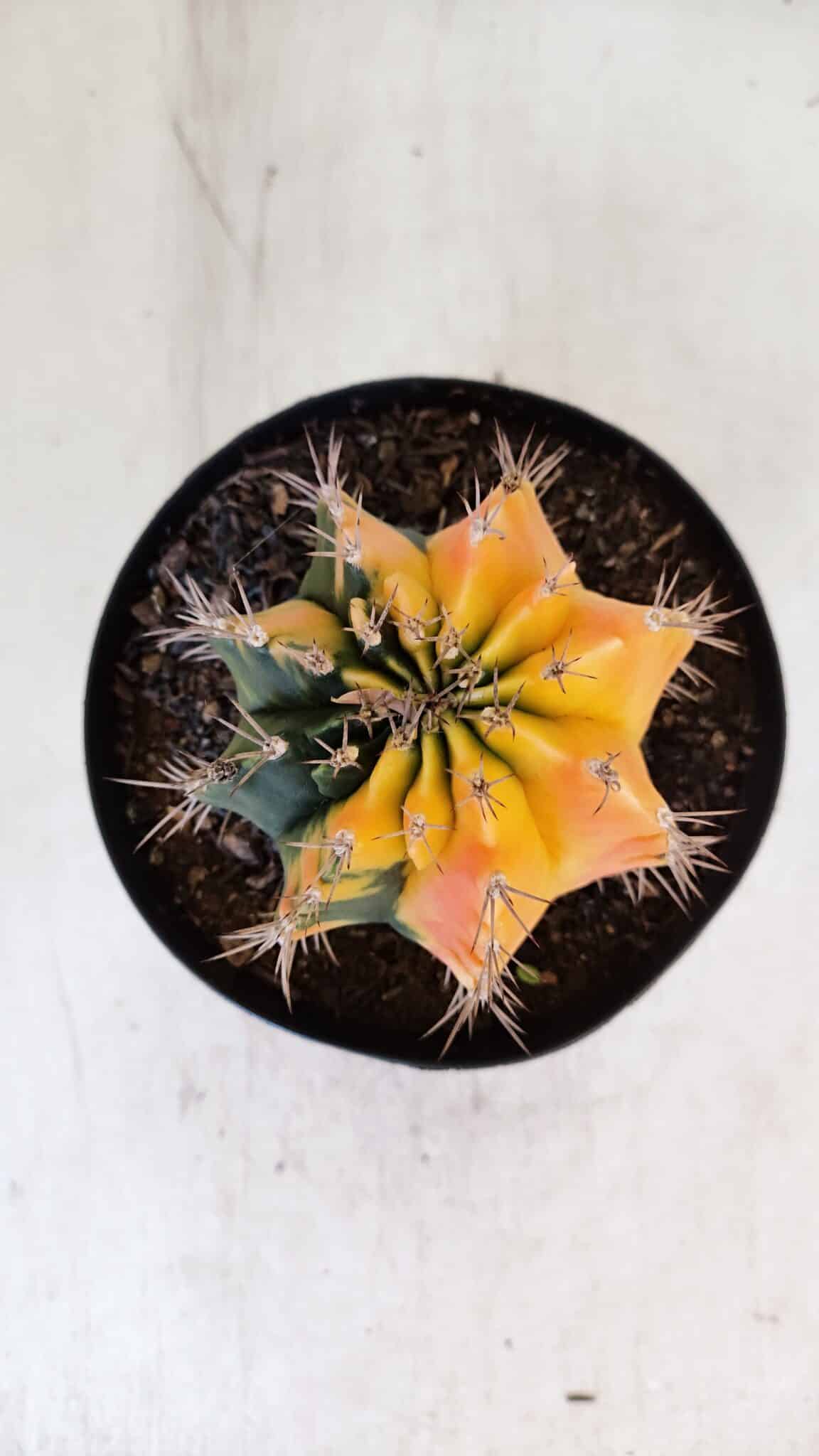 GYMNOCALYCIUM Mihanovichii Variegata Nº 516 – vaso 15