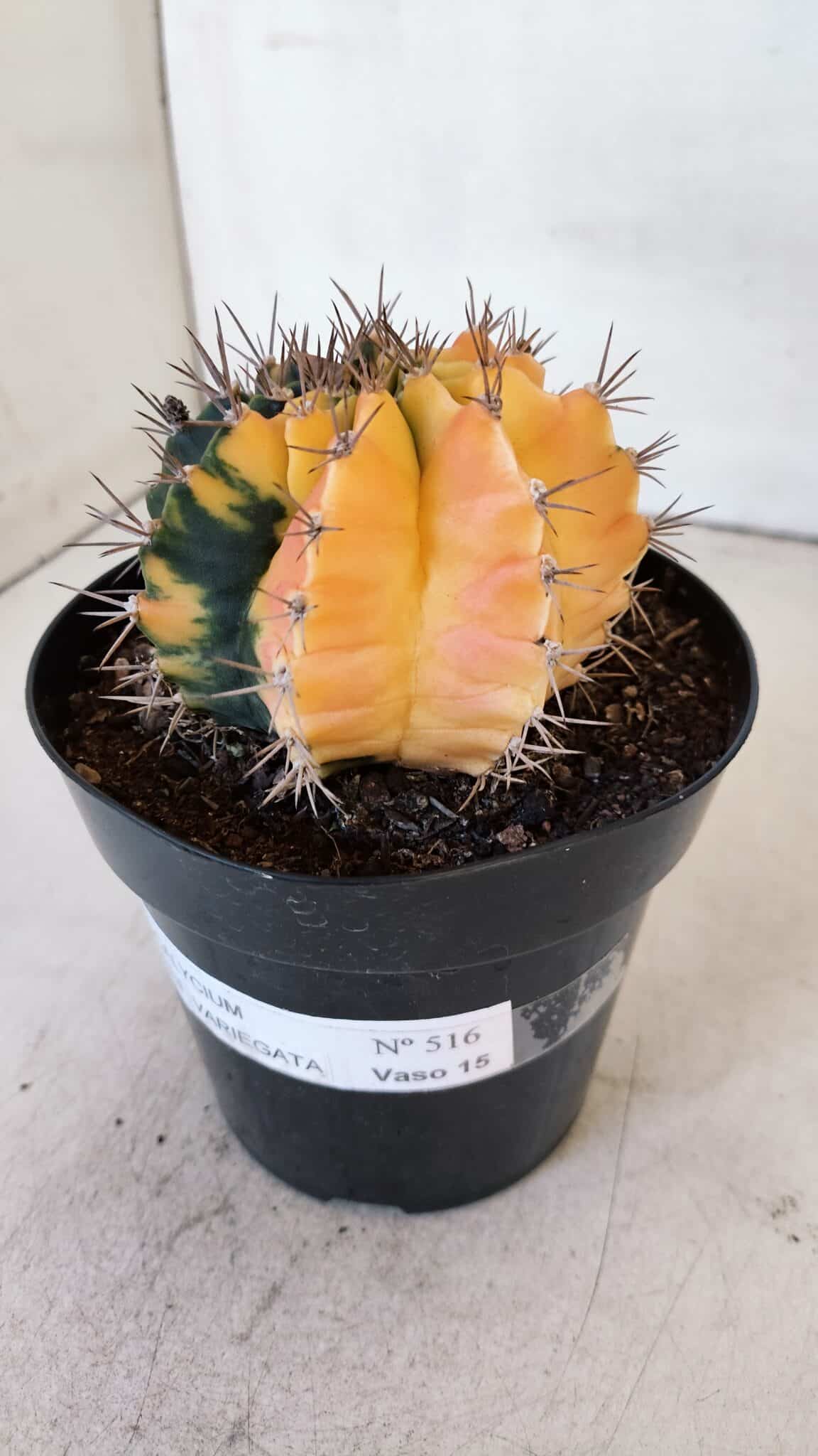 GYMNOCALYCIUM Mihanovichii Variegata Nº 516 – vaso 15