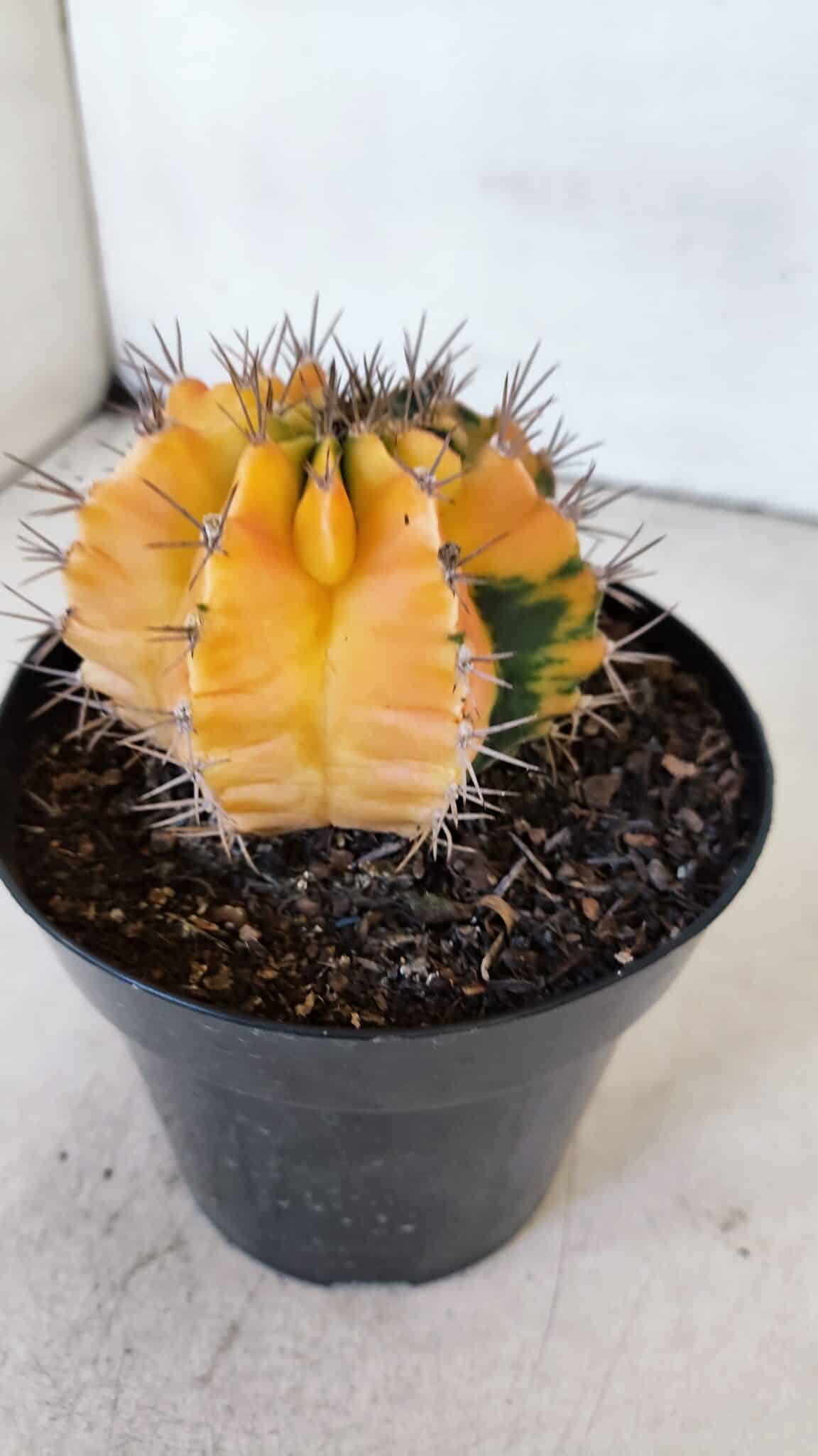 GYMNOCALYCIUM Mihanovichii Variegata Nº 516 – vaso 15