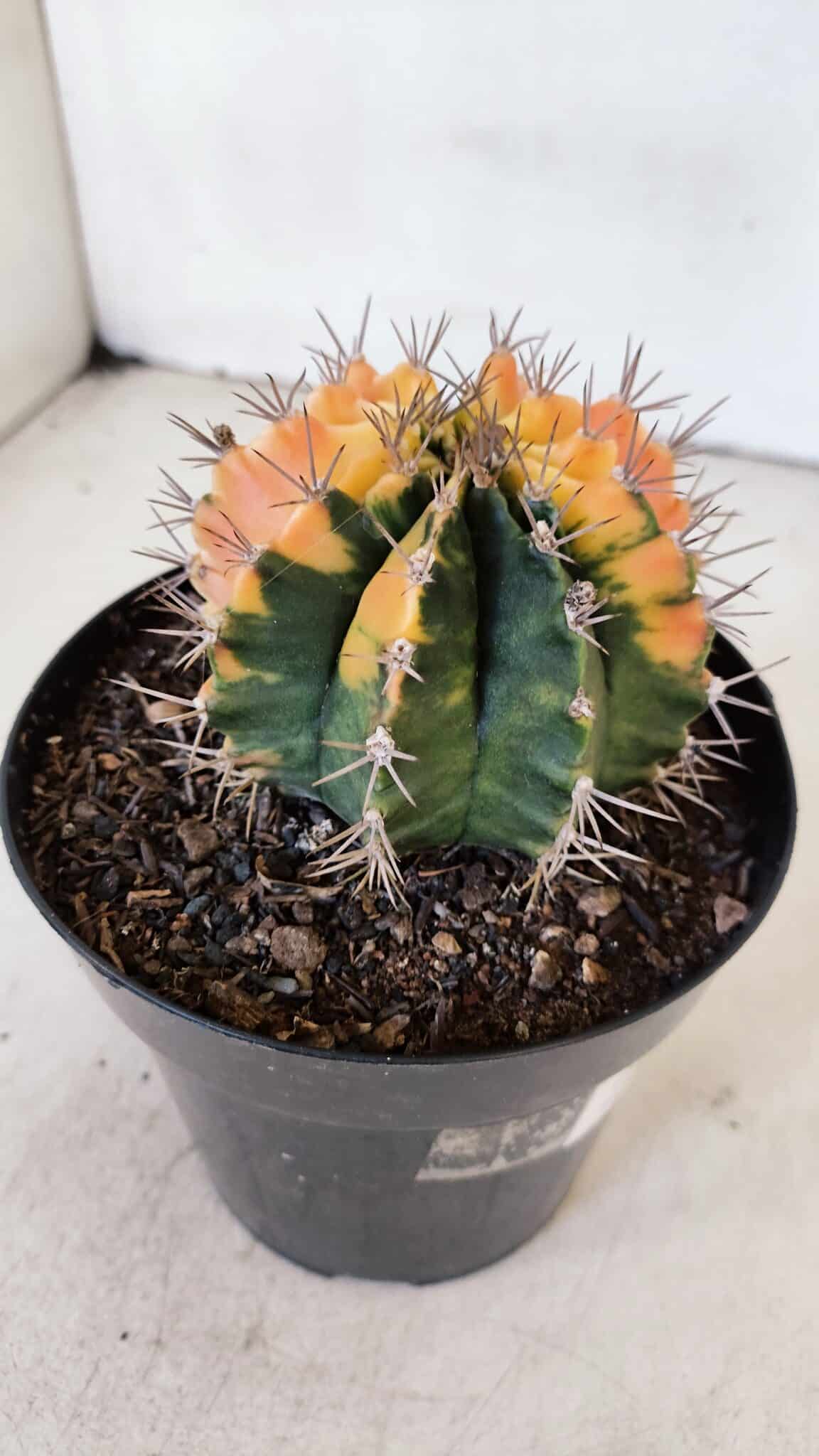 GYMNOCALYCIUM Mihanovichii Variegata Nº 516 – vaso 15