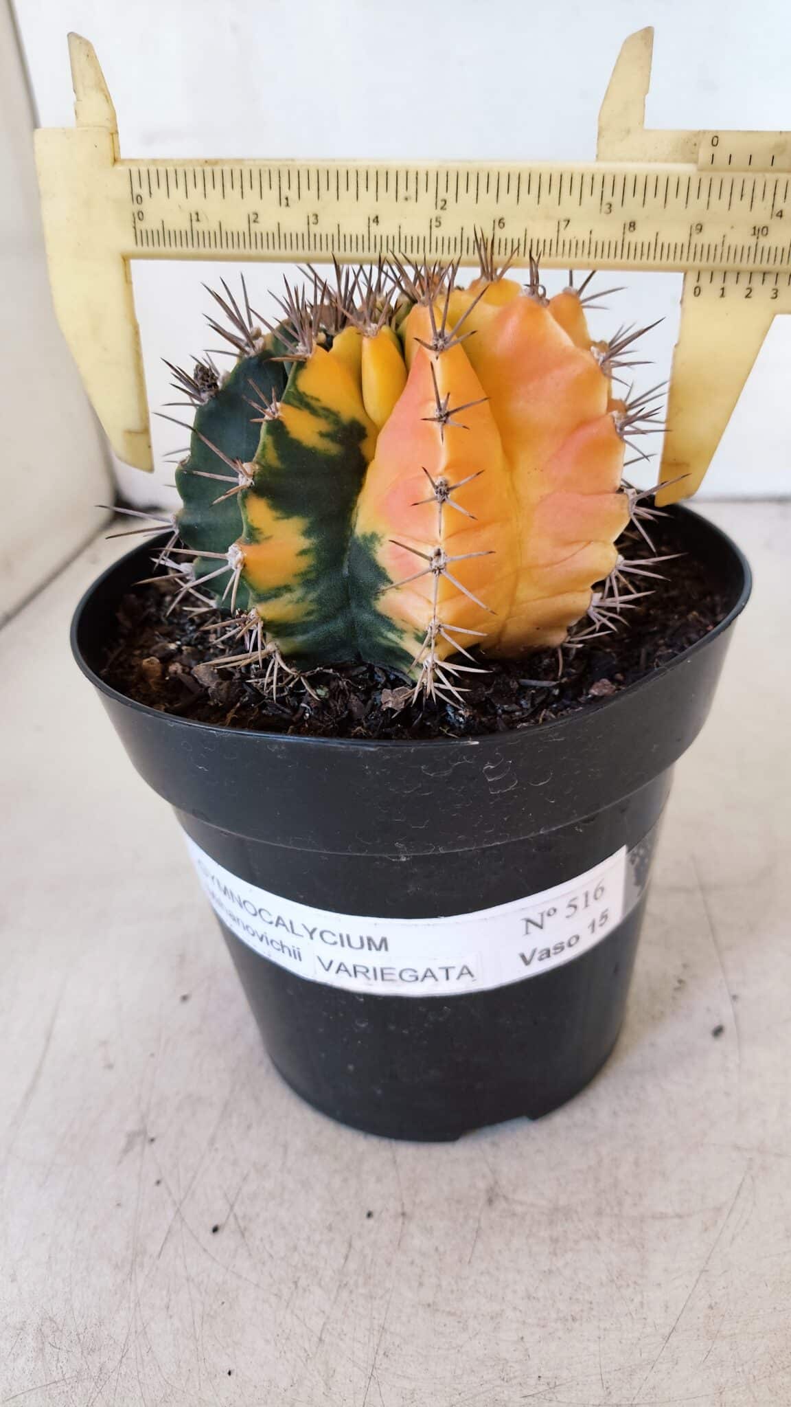 GYMNOCALYCIUM Mihanovichii Variegata Nº 516 – vaso 15
