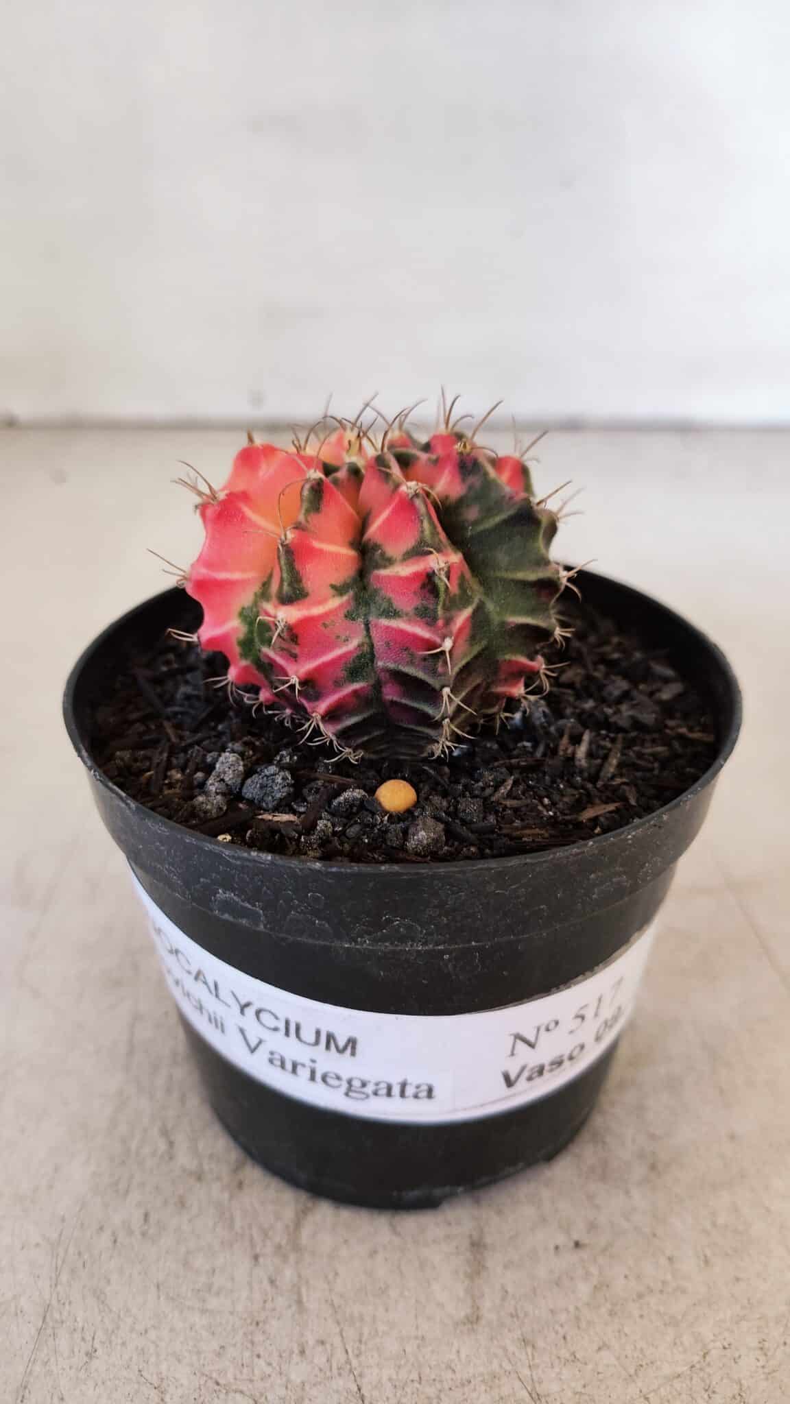GYMNOCALYCIUM Mihanovichii Variegata Nº 517 – vaso 09