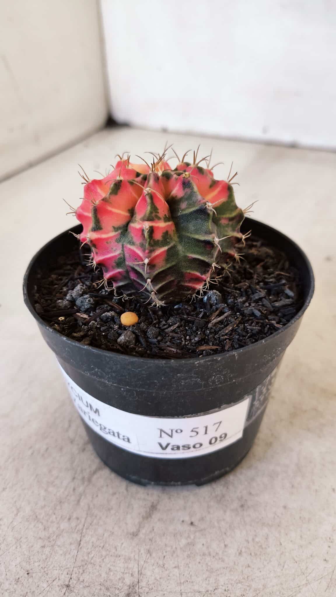 GYMNOCALYCIUM Mihanovichii Variegata Nº 517 – vaso 09