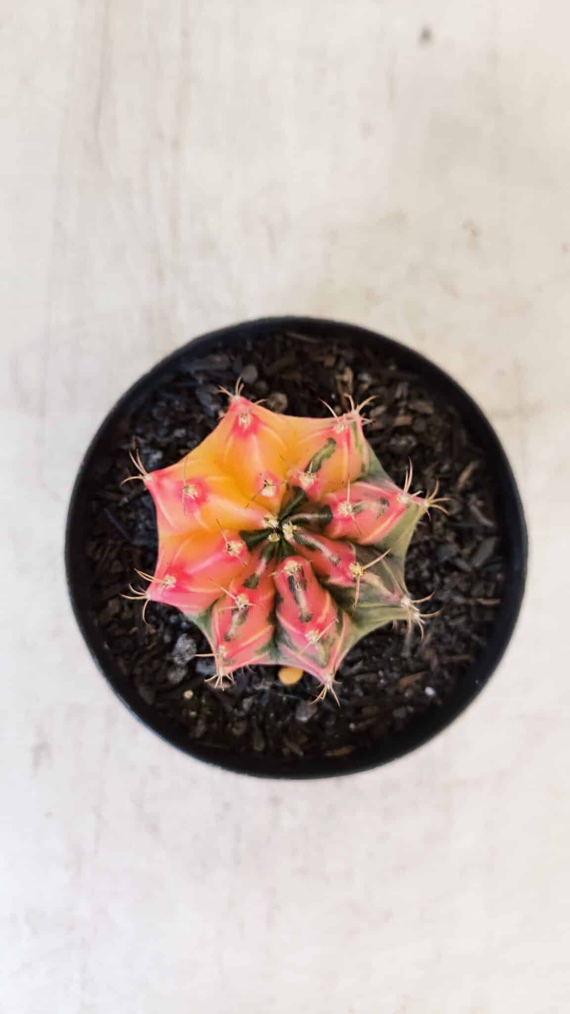 GYMNOCALYCIUM Mihanovichii Variegata Nº 517 – vaso 09