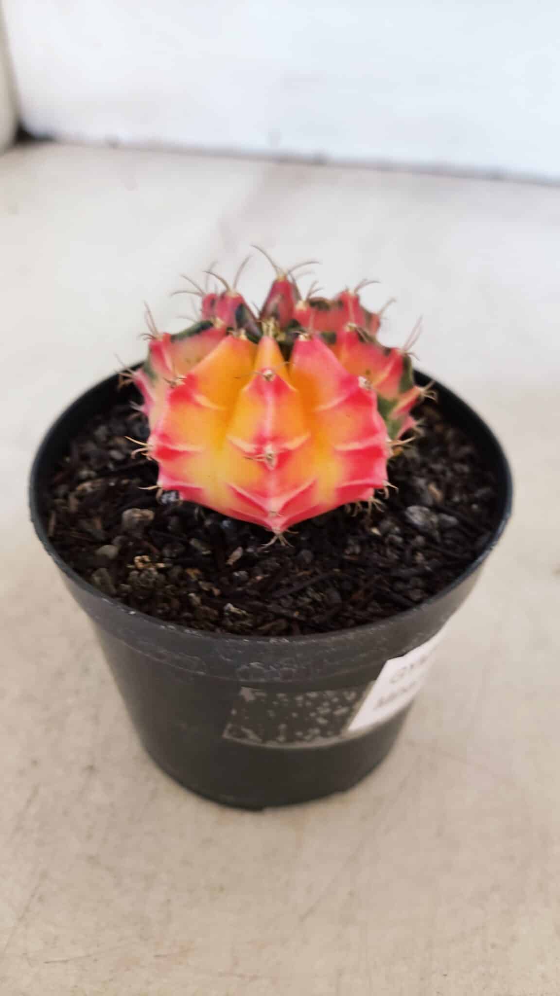 GYMNOCALYCIUM Mihanovichii Variegata Nº 517 – vaso 09