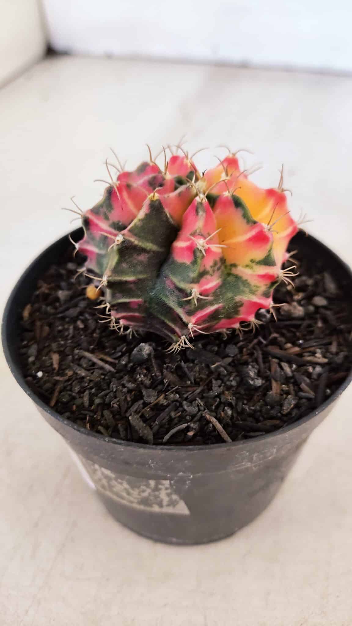GYMNOCALYCIUM Mihanovichii Variegata Nº 517 – vaso 09