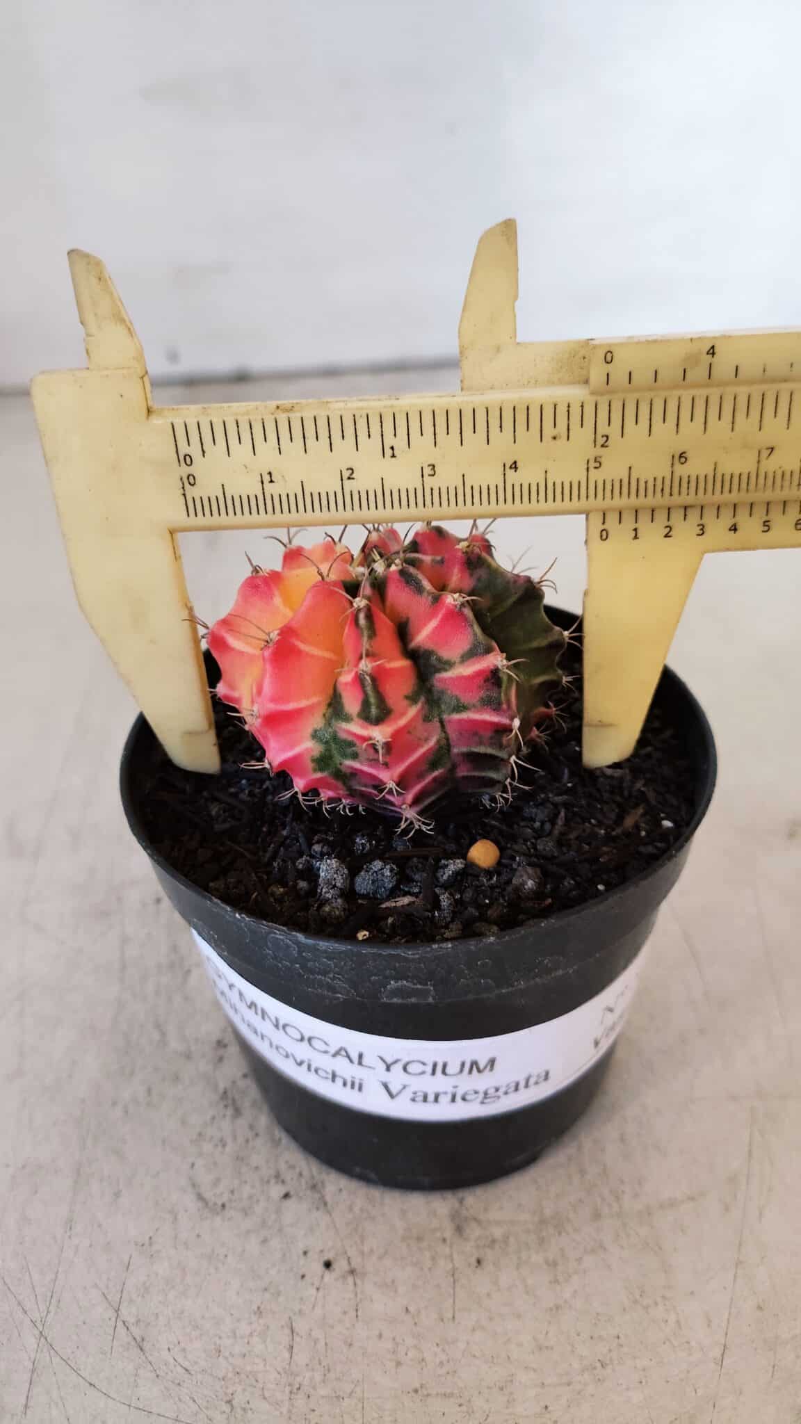 GYMNOCALYCIUM Mihanovichii Variegata Nº 517 – vaso 09