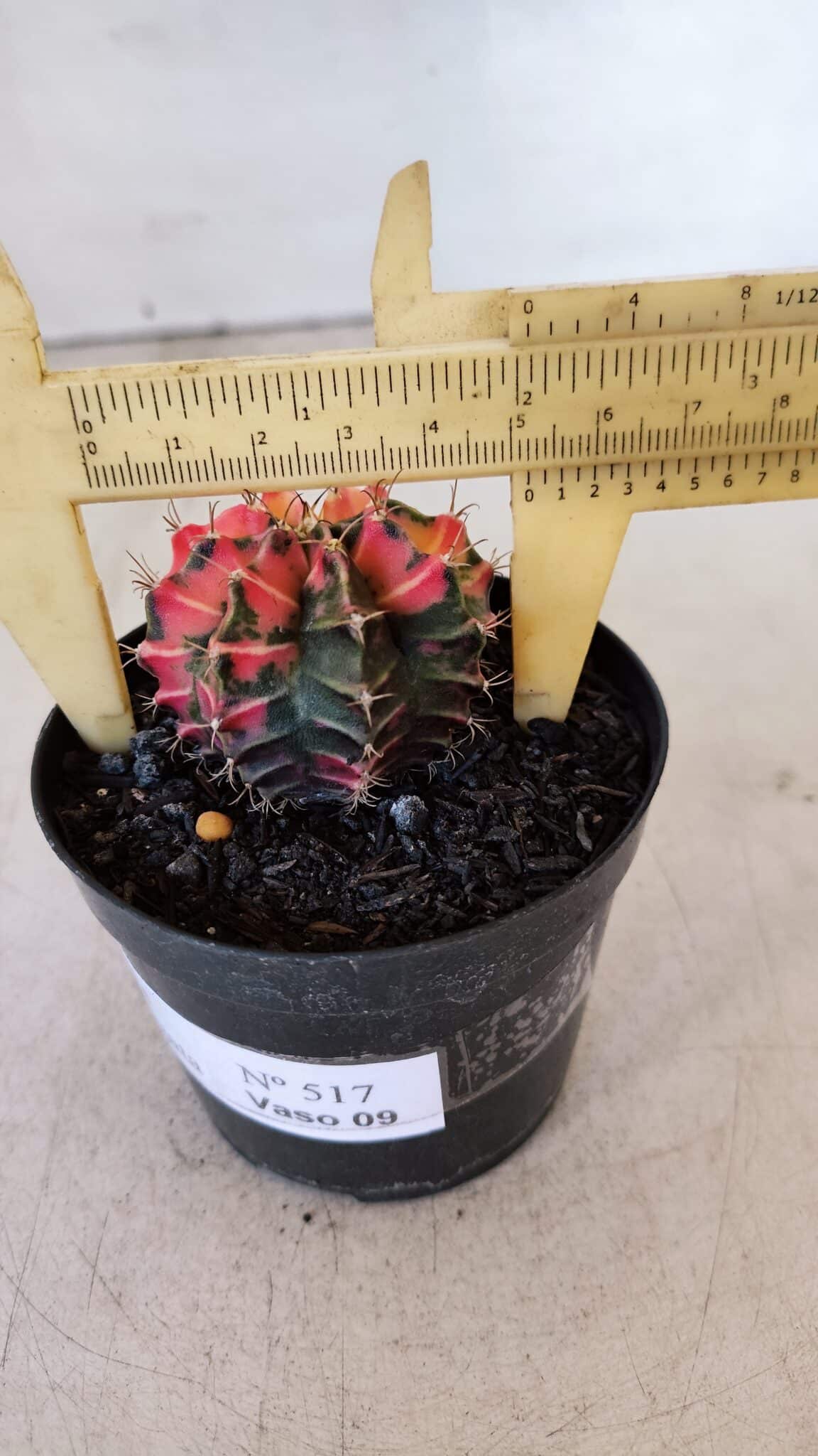 GYMNOCALYCIUM Mihanovichii Variegata Nº 517 – vaso 09