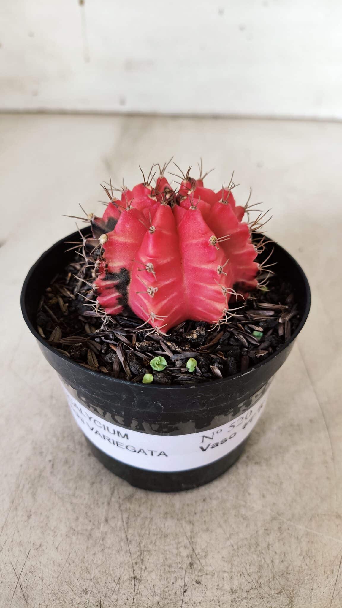 GYMNOCALYCIUM Mihanovichii Variegata Nº 520 – vaso 09