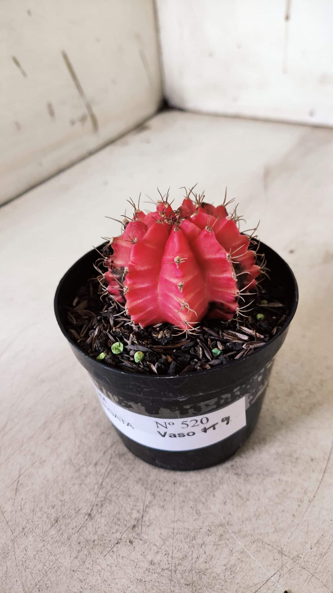 GYMNOCALYCIUM Mihanovichii Variegata Nº 520 – vaso 09