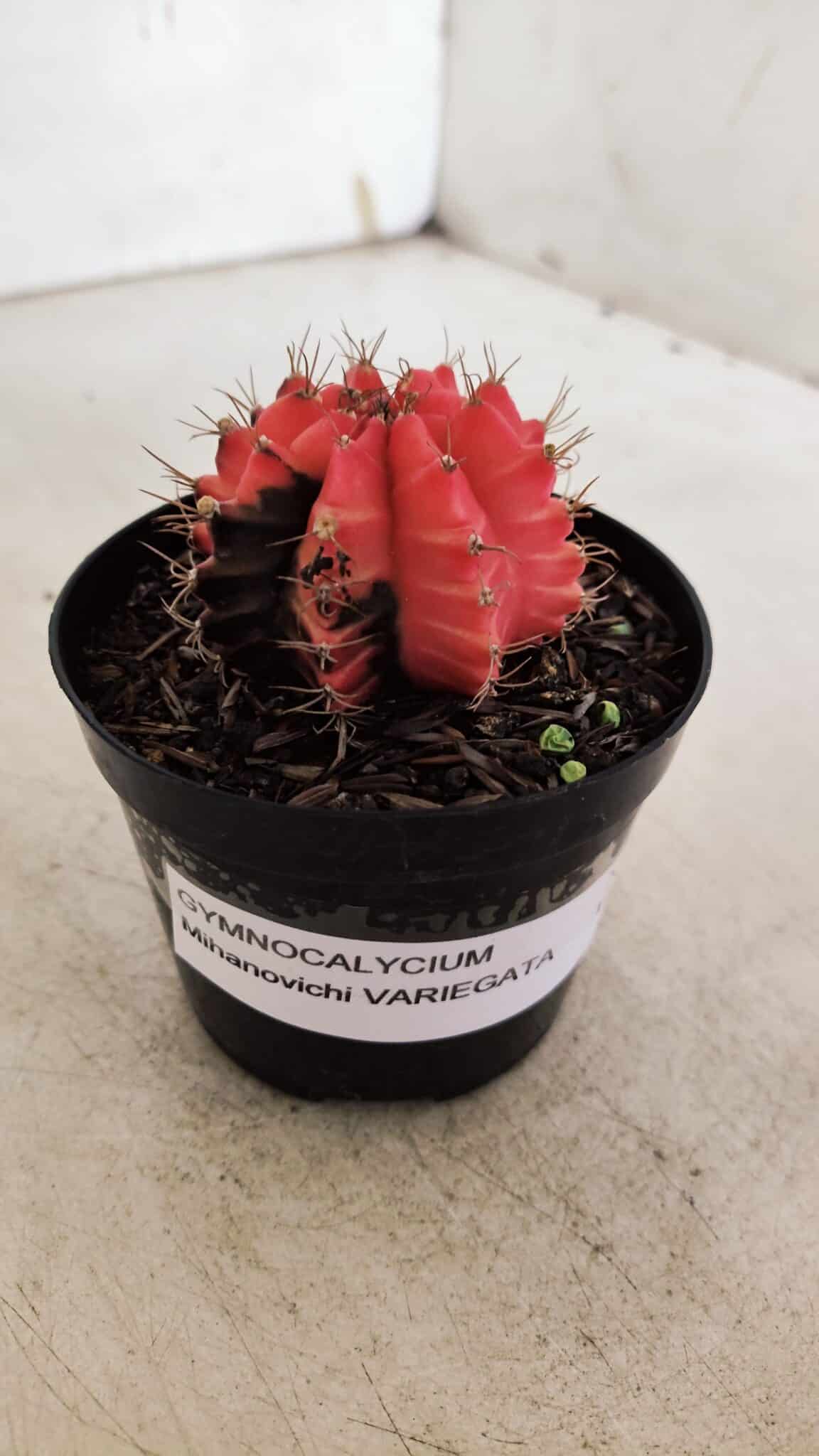 GYMNOCALYCIUM Mihanovichii Variegata Nº 520 – vaso 09