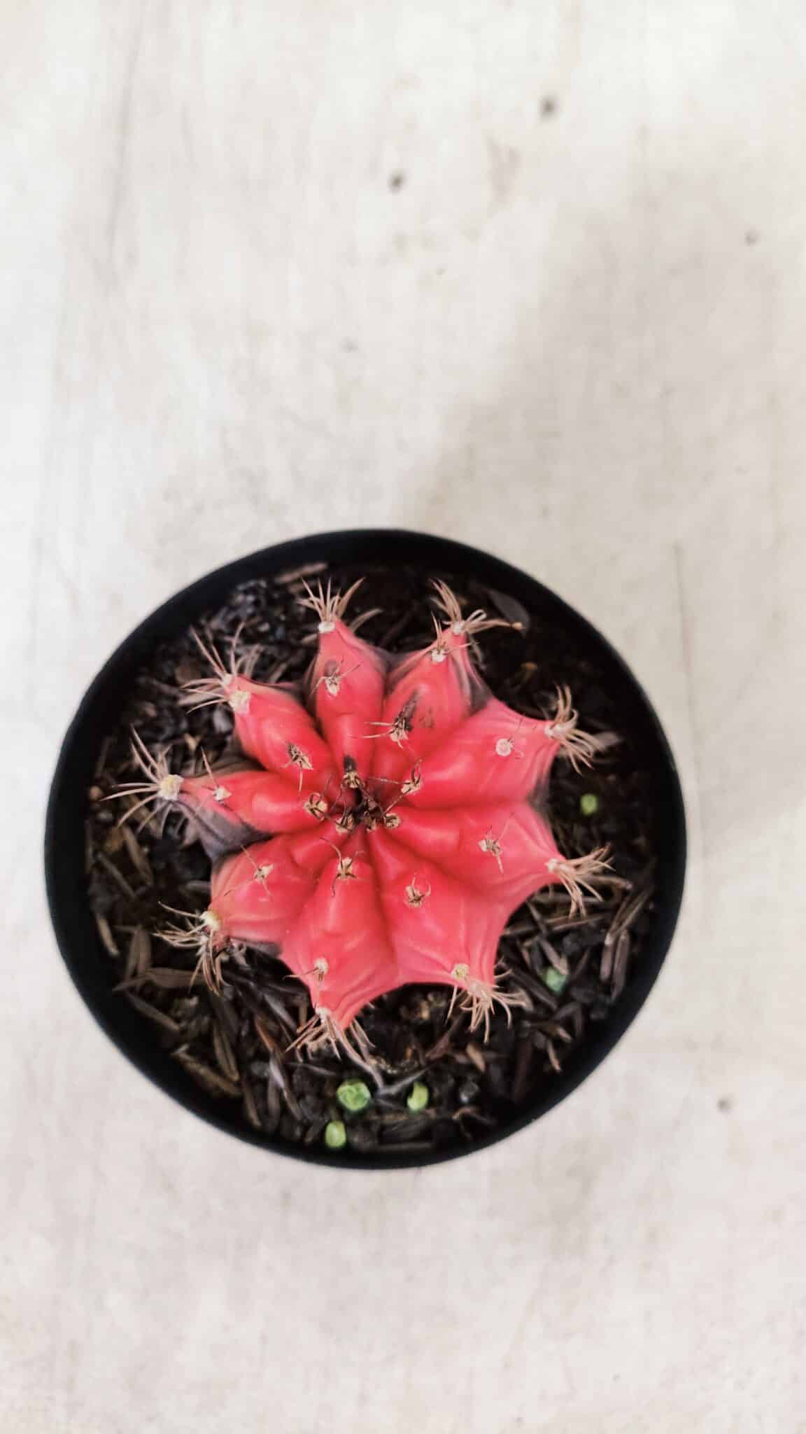 GYMNOCALYCIUM Mihanovichii Variegata Nº 520 – vaso 09